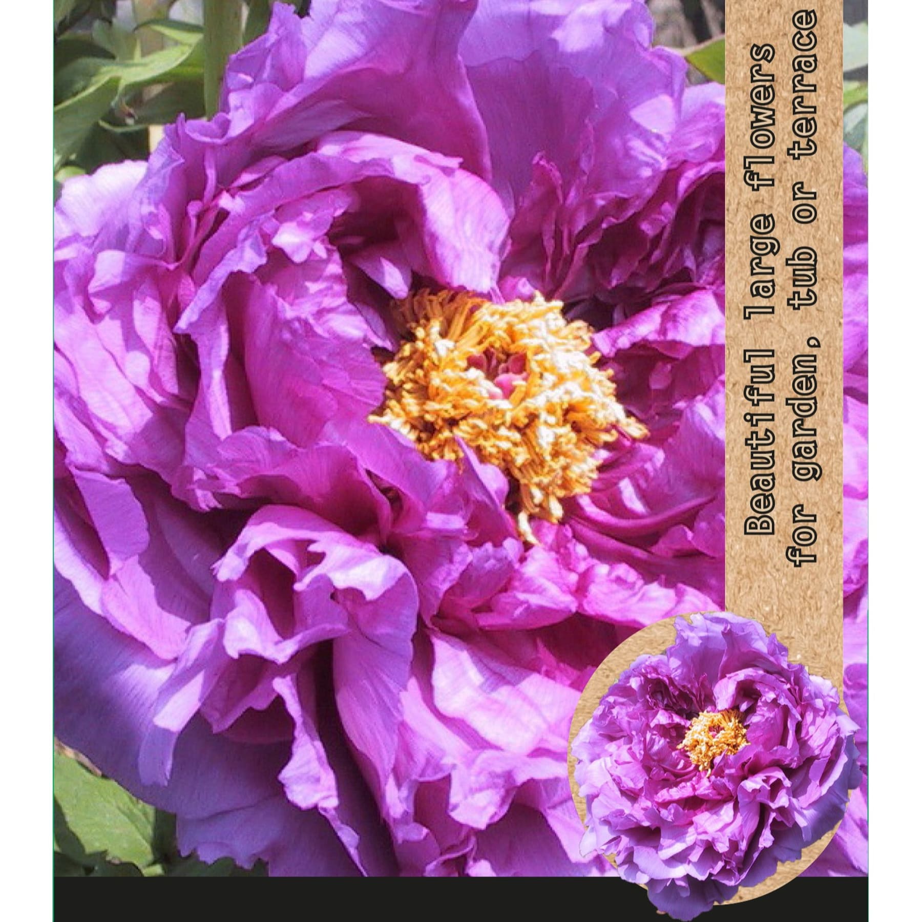 Wunderschöne große violette Pfingstrosenblüten mit leuchtend gelber Mitte, umgeben von üppigem grünem Laub im Hintergrund.