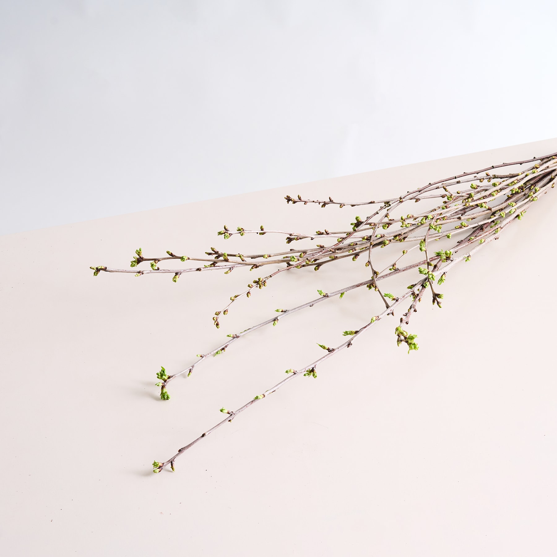 Zarte Zweige mit winzigen grünen Knospen erstrecken sich über einen schlichten, blassen Hintergrund und schaffen eine heitere und minimalistische Komposition.
