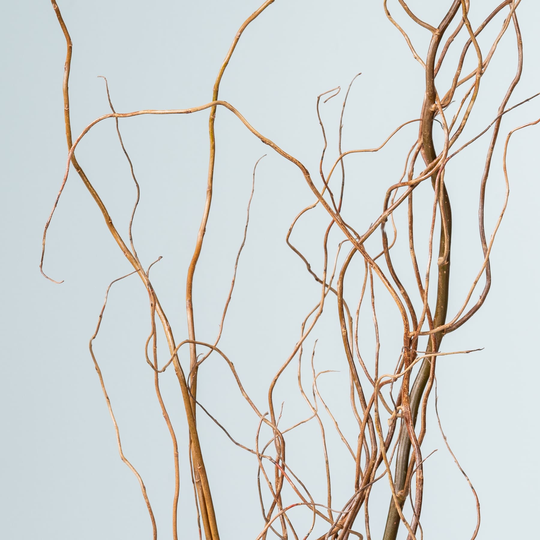 Komplizierte, ineinander verschlungene Zweige in unterschiedlichen Brauntönen vor einem hellblauen Hintergrund, die ein faszinierendes abstraktes Muster erzeugen.