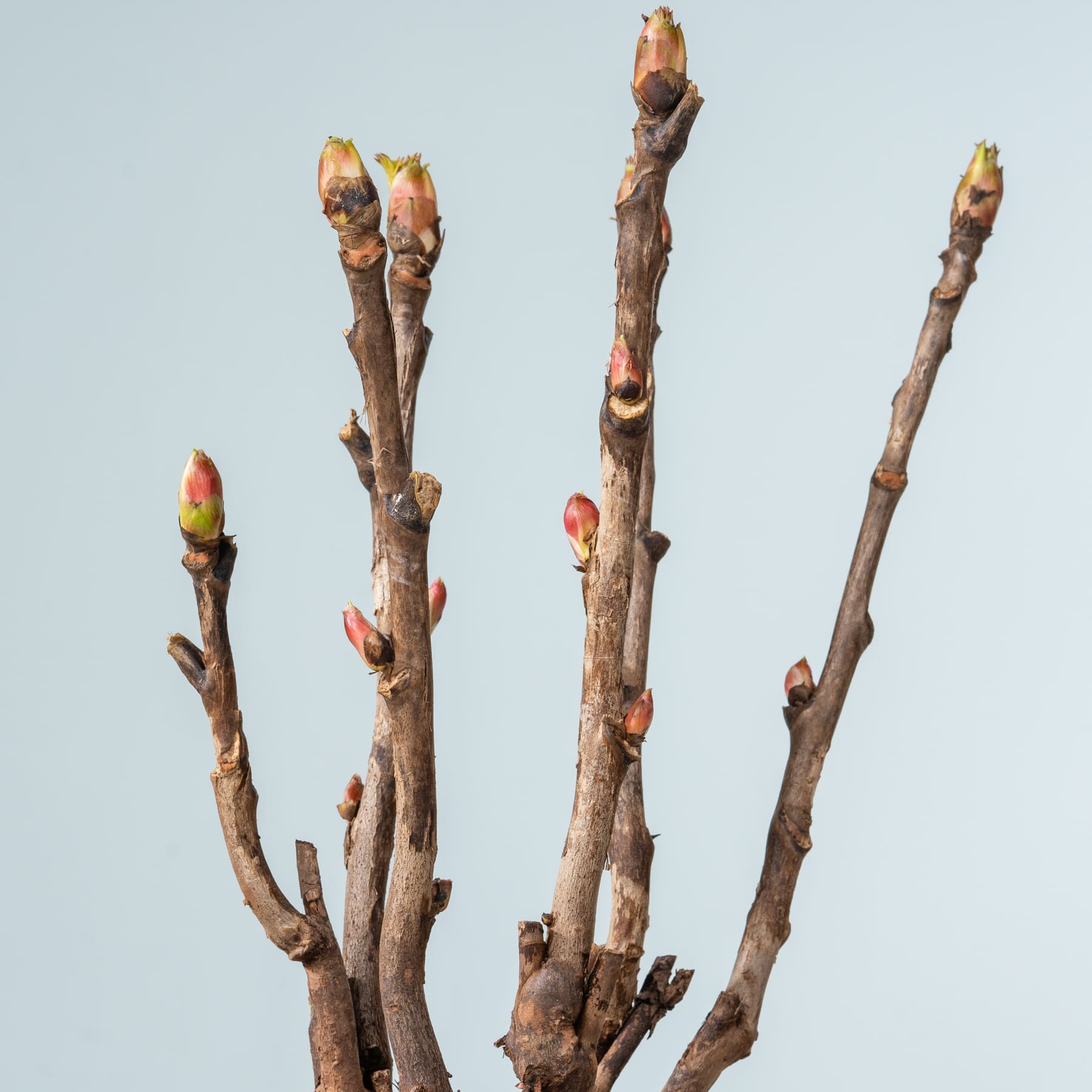 Kahle Äste mit kleinen roten und grünen Knospen, die vor einem hellblauen Himmel hervortreten.