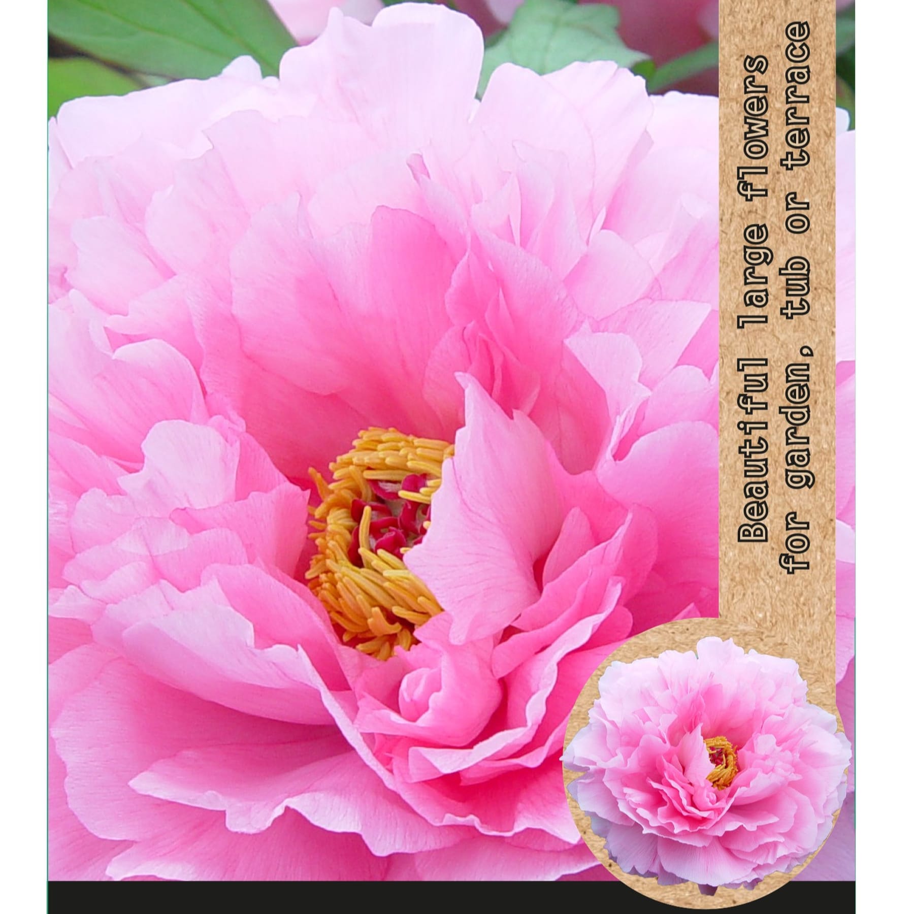 Eine lebendige Nahaufnahme einer üppigen, rosa Pfingstrosenblüte mit zarten Blütenblättern und einer goldenen Mitte vor einem unscharfen, grünen Hintergrund.