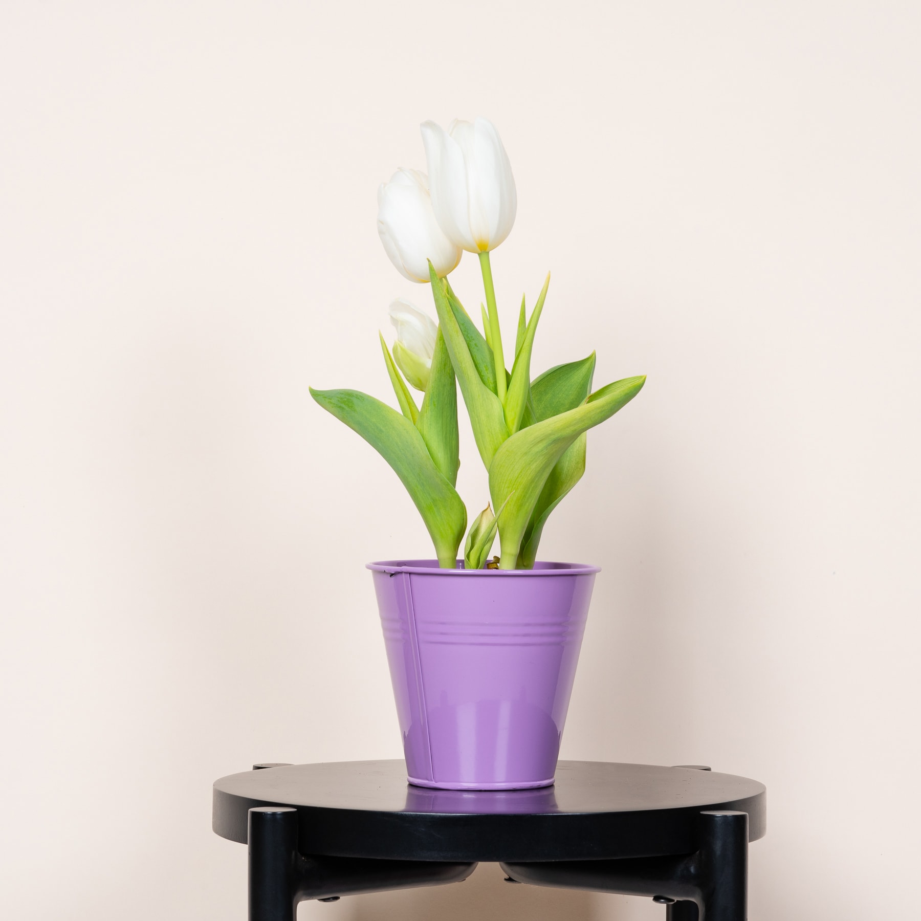 Ein Strauß weißer Tulpen in einem violetten Topf steht auf einer schwarzen Holzoberfläche vor einem schlichten beigen Hintergrund.