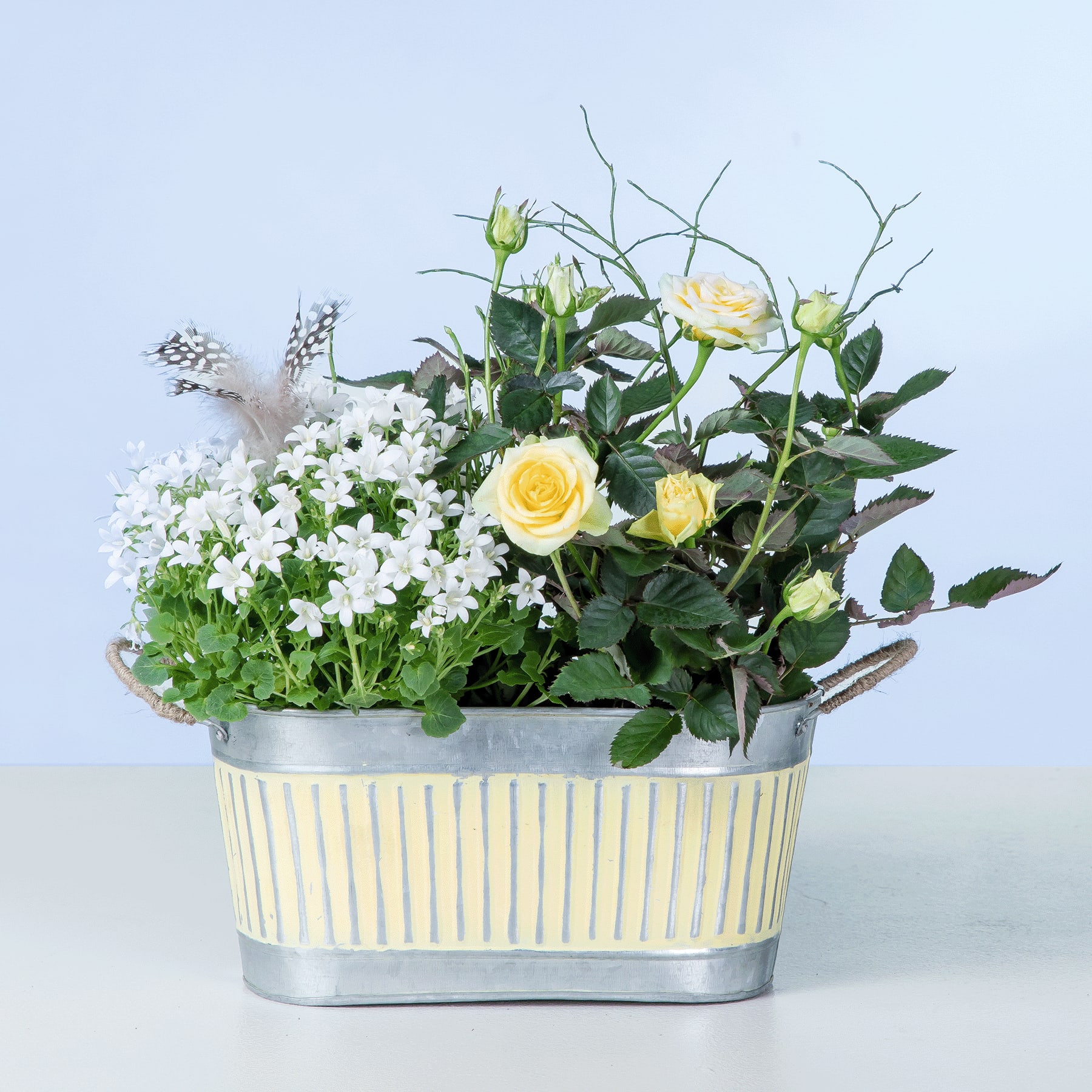 Ein farbenfroher Strauß weißer und gelber Blumen, darunter Rosen und andere Grünpflanzen, arrangiert in einem gestreiften Metallbehälter vor einem schlichten blauen Hintergrund.