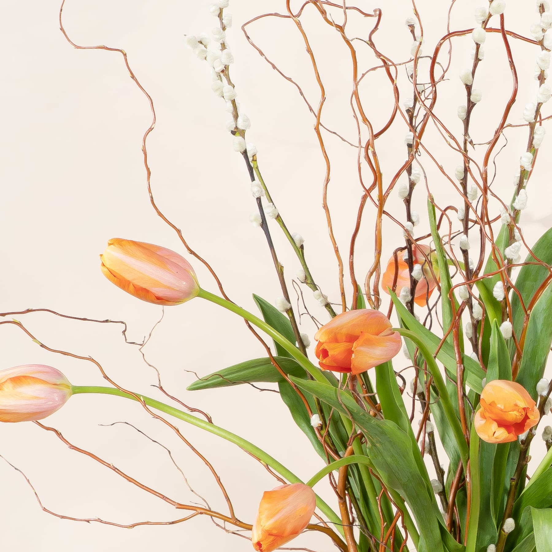 Leuchtend orangefarbene Tulpen, umgeben von kahlen Zweigen vor einem neutralen Hintergrund, ergeben ein auffälliges und natürliches Blumenarrangement.
