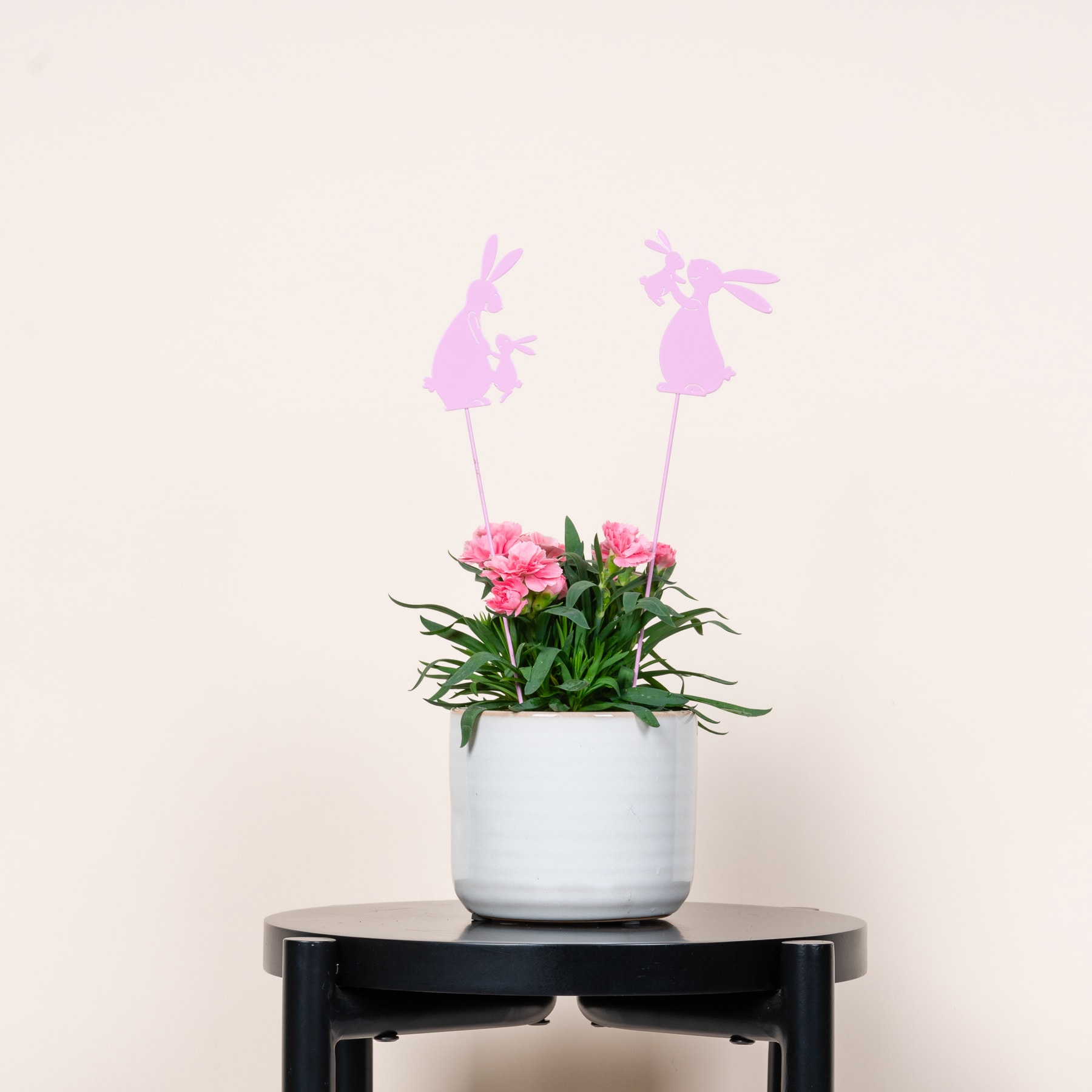 Das Bild zeigt eine Topfpflanze mit rosa Blüten und grünen Blättern, die auf einem schwarzen Ständer vor einem hellen Hintergrund steht.