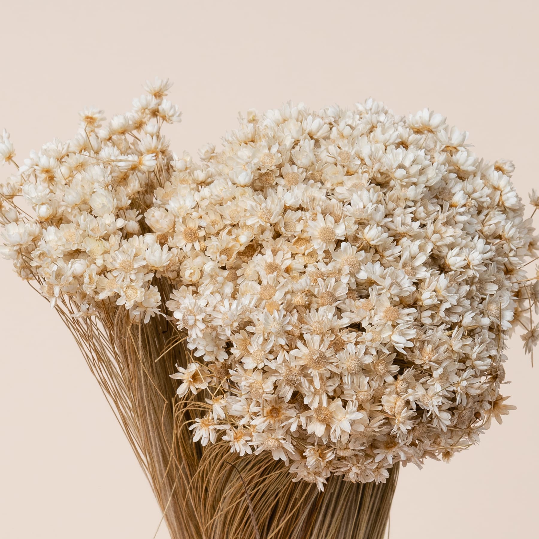 Ein Strauß zarter, cremefarbener, gänseblümchenartiger Blumen vor einem neutralen beigen Hintergrund.