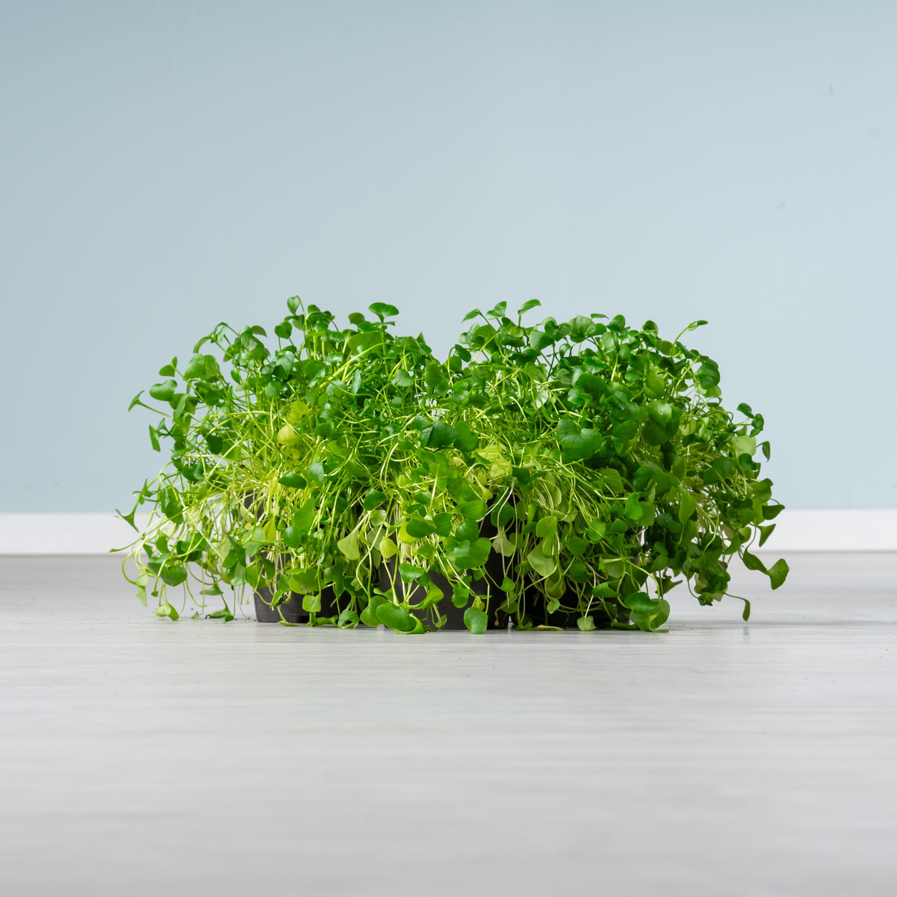 Ein Bündel frischer, grüner Microgreens oder Sprossen liegt auf einer weißen Oberfläche vor einem schlichten, hellblauen Hintergrund.