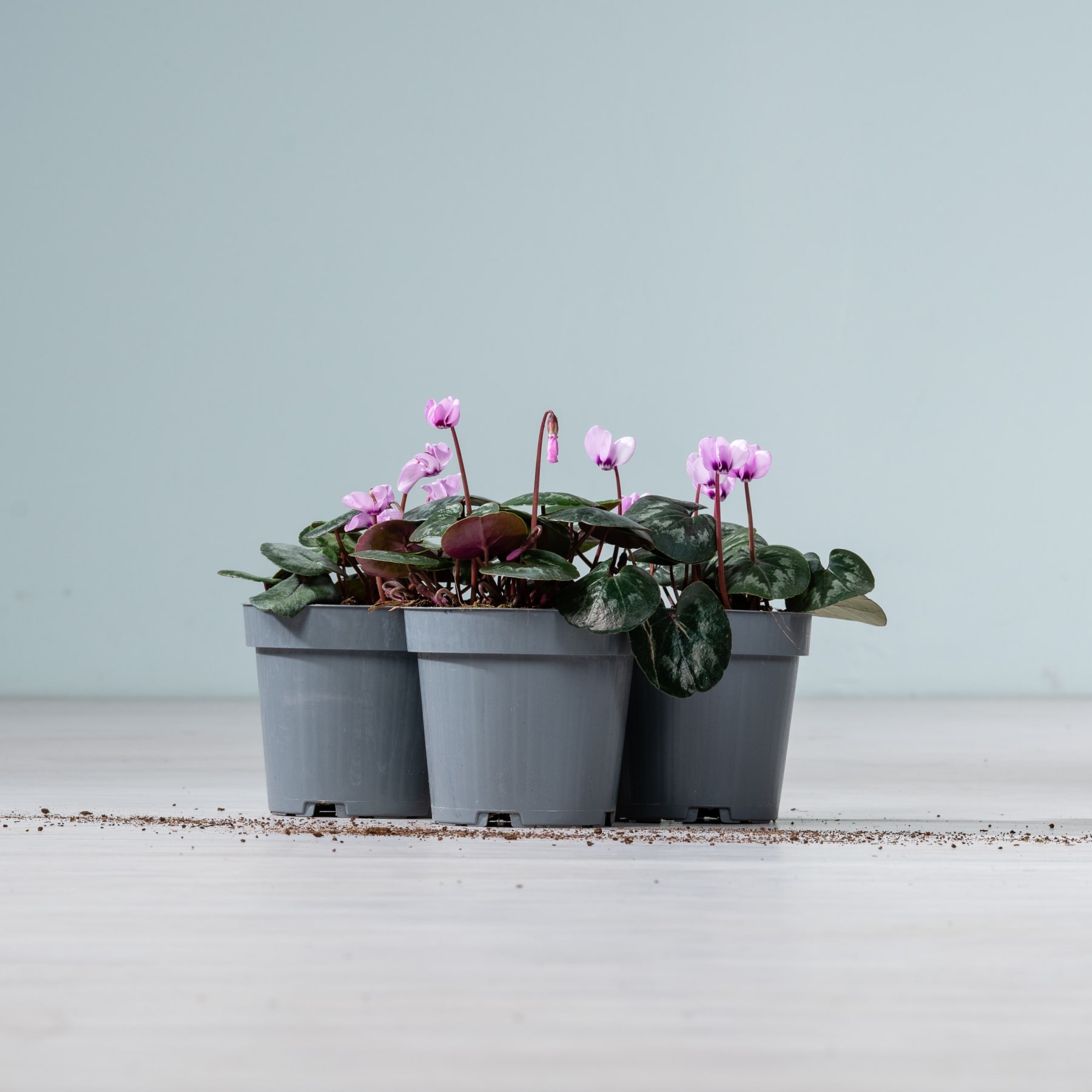 Das Bild zeigt mehrere kleine Topfpflanzen mit rosa Blüten vor einem schlichten, hellen Hintergrund.