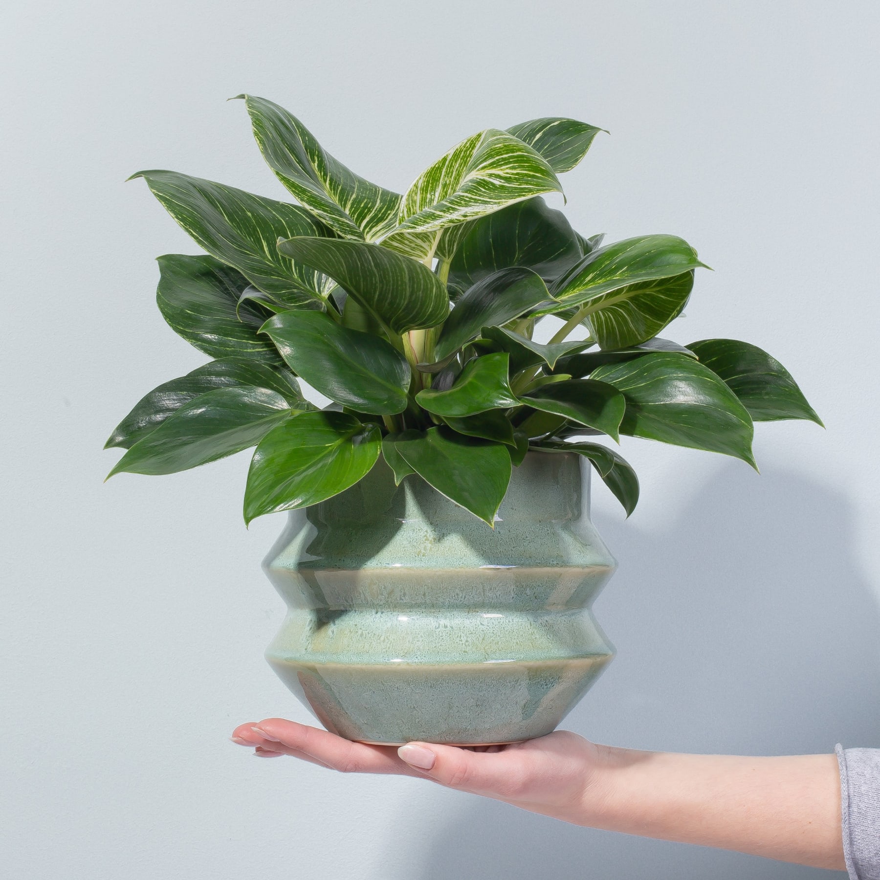 Eine üppige, grüne Pflanze mit großen, leuchtenden Blättern wird in einem Keramiktopf präsentiert und von einer Person in der Hand vor einem schlichten, hellen Hintergrund gehalten.
