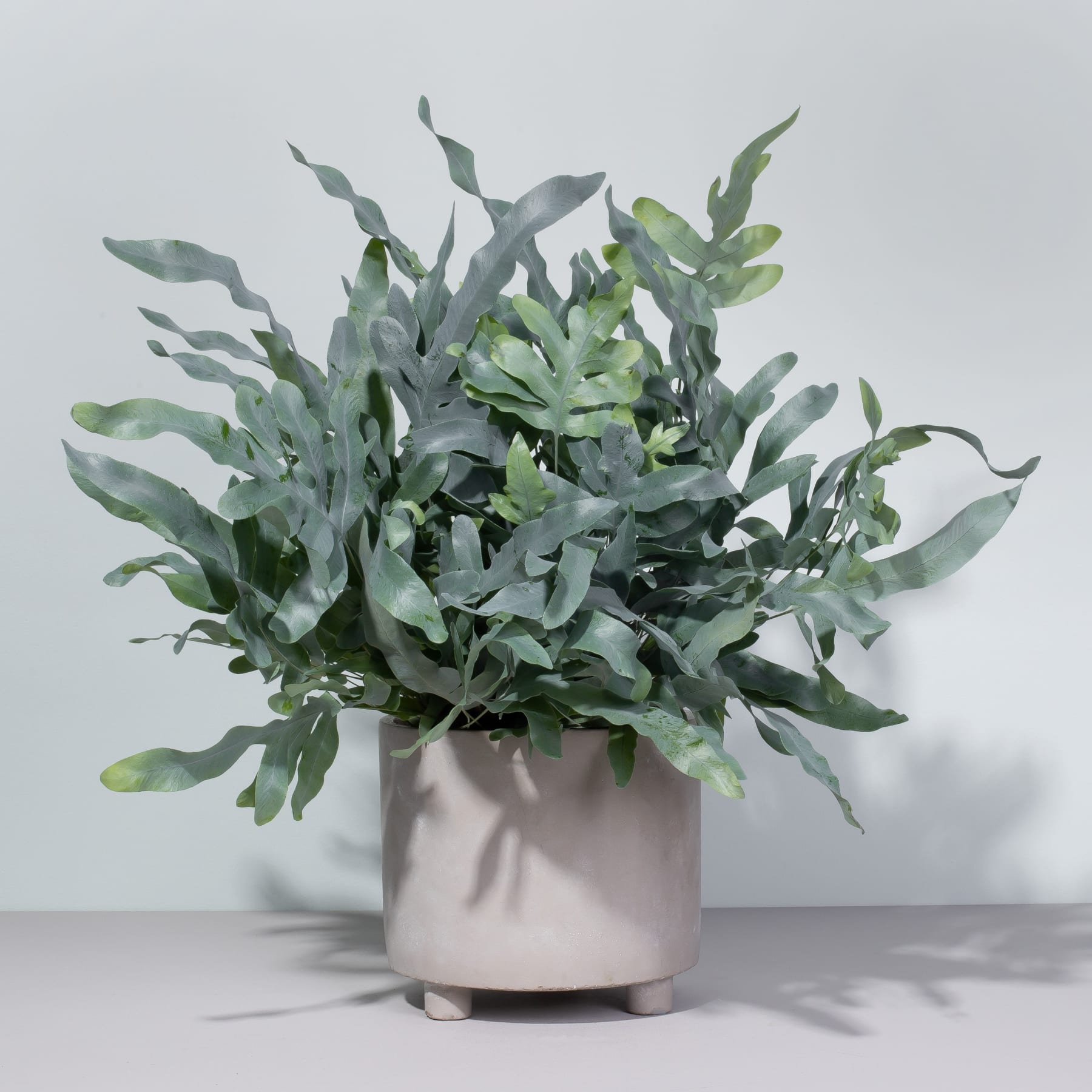 Ein üppiger, grüner Strauß aus verschiedenen grünen Blättern und Blättern wird in einer einfachen, minimalistischen Keramikvase vor einem schlichten, hellen Hintergrund präsentiert.