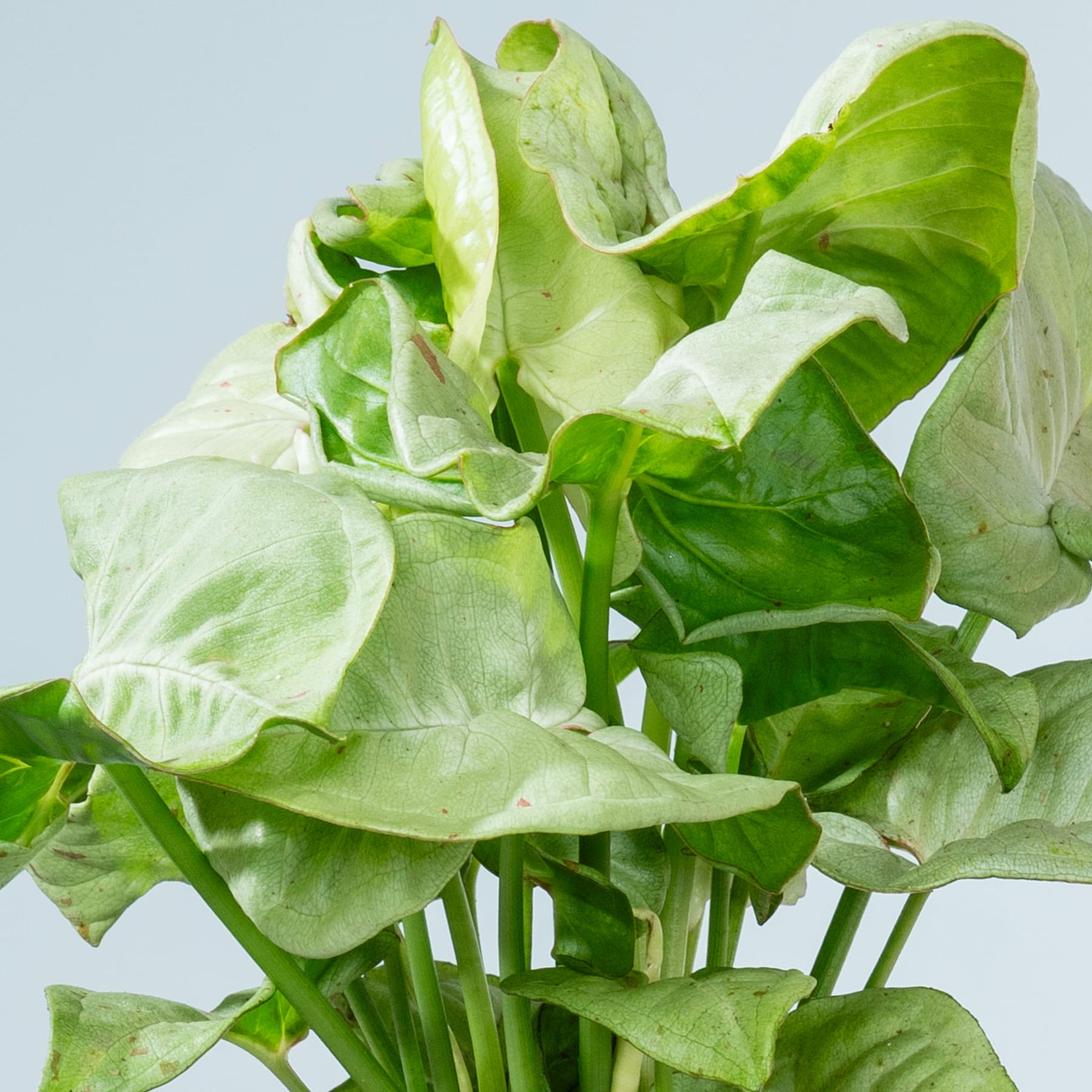 Ein lebendiges Arrangement aus frischen, grünen Salatblättern füllt den Rahmen. Ihre knackige Textur und ihre abwechslungsreichen Formen ergeben eine optisch ansprechende Komposition vor einem schlichten, hellen Hintergrund.