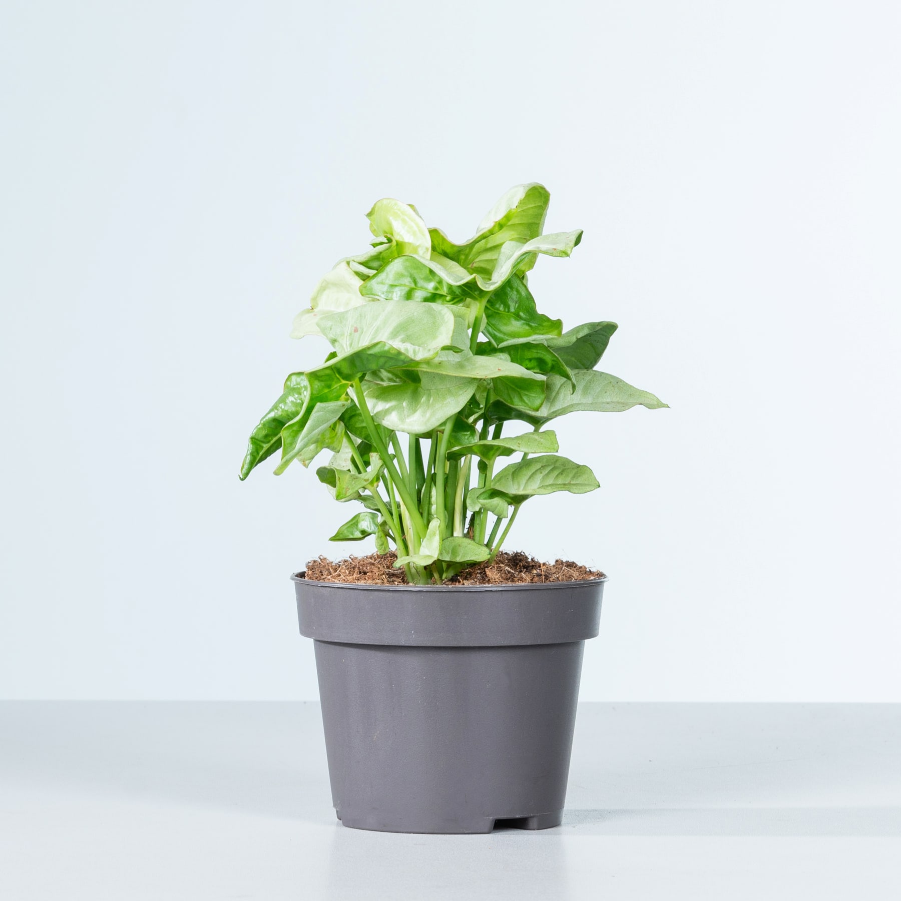Auf einem schlichten, hellen Untergrund steht eine Topfpflanze mit großen, grünen Blättern.