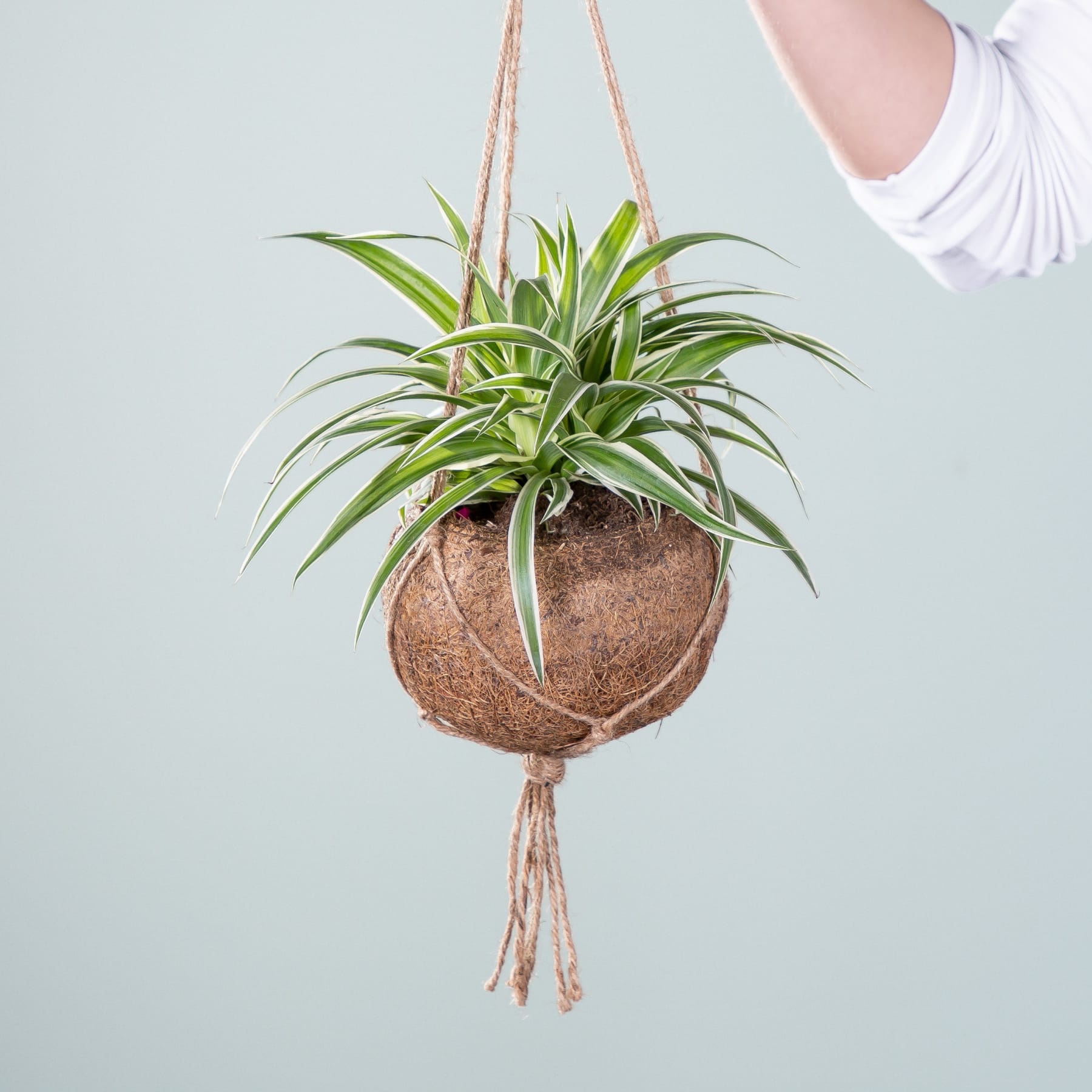 Ein hängender Blumentopf mit üppigen grünen Pflanzen in einer Kokosnussschale, aufgehängt an Makramee-Schnüren vor einem hellblaugrünen Hintergrund.