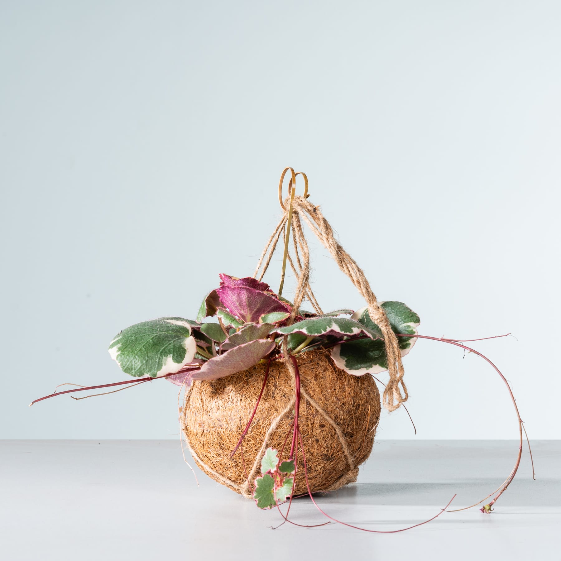 Eine Kokosnussschale mit einer kleinen rosa Blume und grünen Blättern, an einem Seil aufgehängt, vor einem schlichten hellblauen Hintergrund.