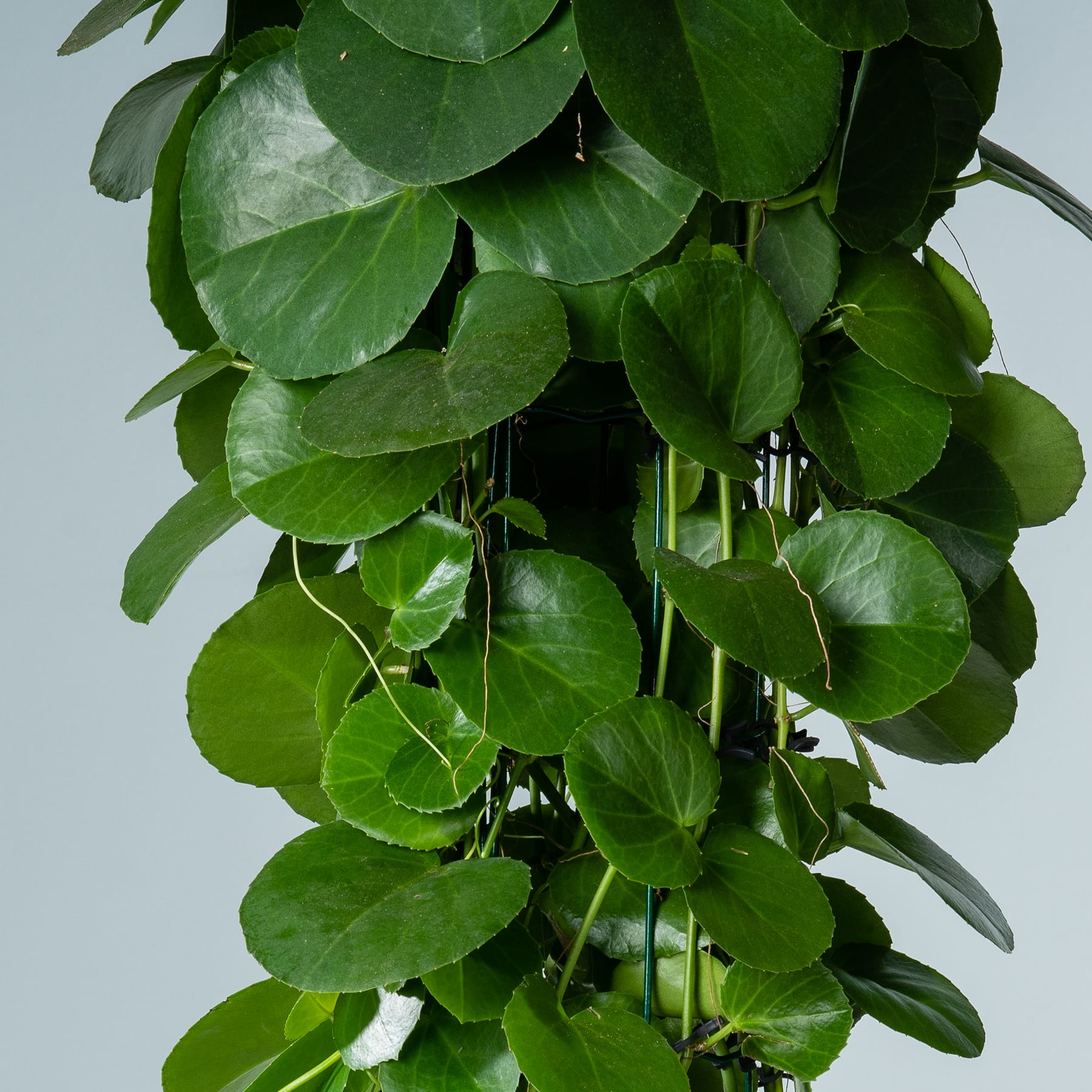 Cissus Rhombifolia Peruvian Grape Ivy Buy The Ultimate Indoor