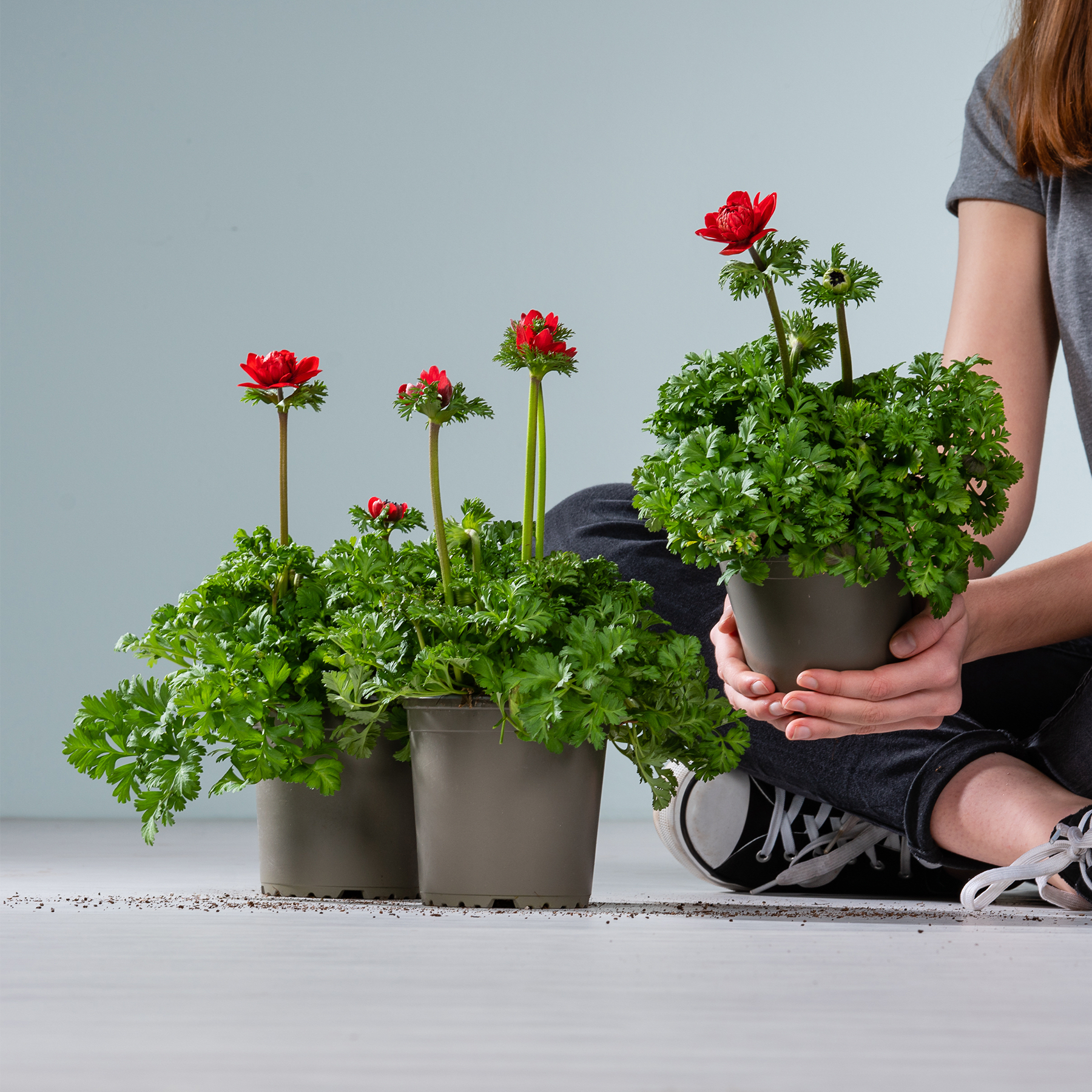Das Bild zeigt mehrere Topfpflanzen mit leuchtend roten Blüten und üppigem grünem Laub, die von einer Person in den Händen gehalten werden, vor einem schlichten Hintergrund.