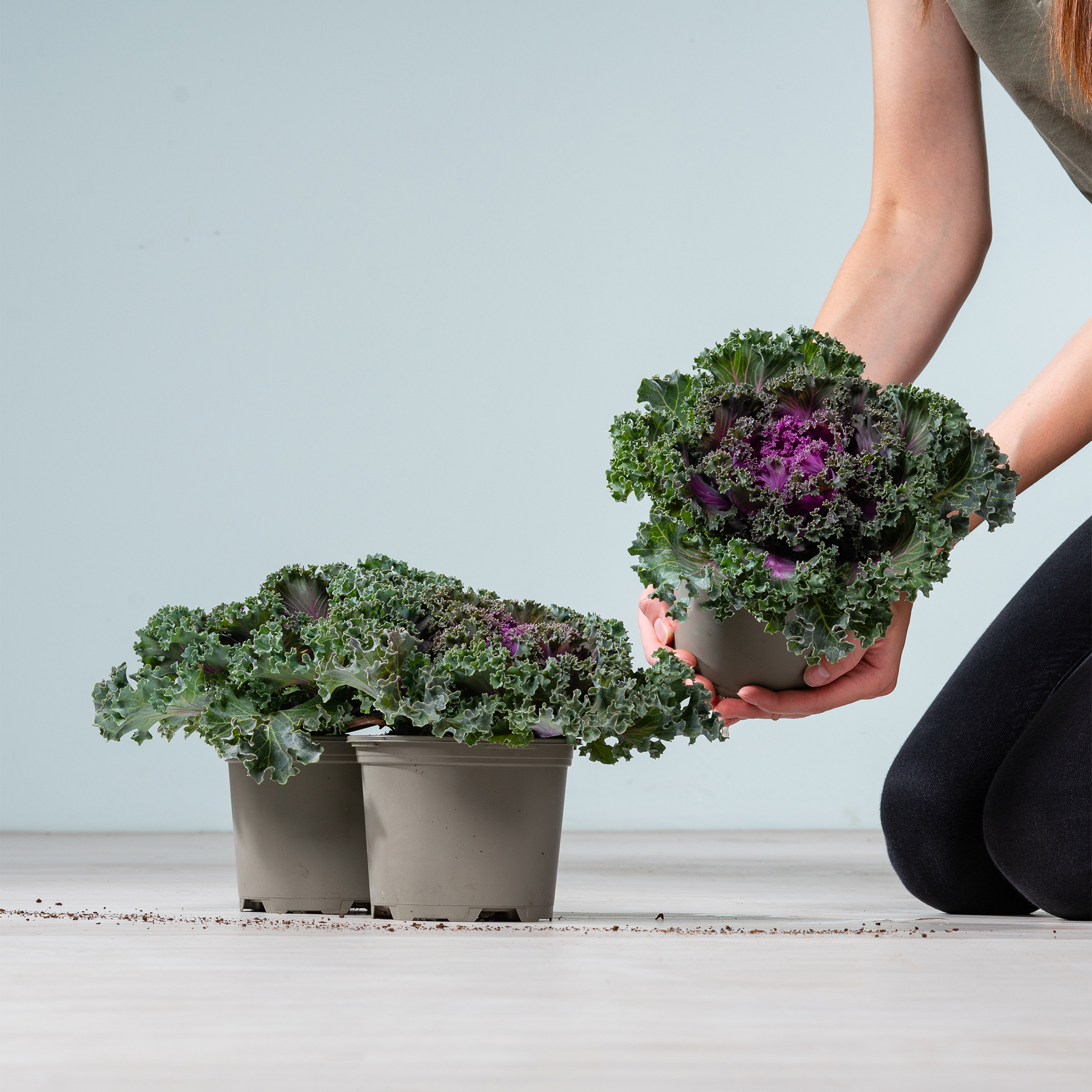 Das Bild zeigt die Hände einer Person, die einen Strauß frischer, leuchtender Grünkohlpflanzen vor zwei Topfpflanzen auf einem schlichten Hintergrund hält.