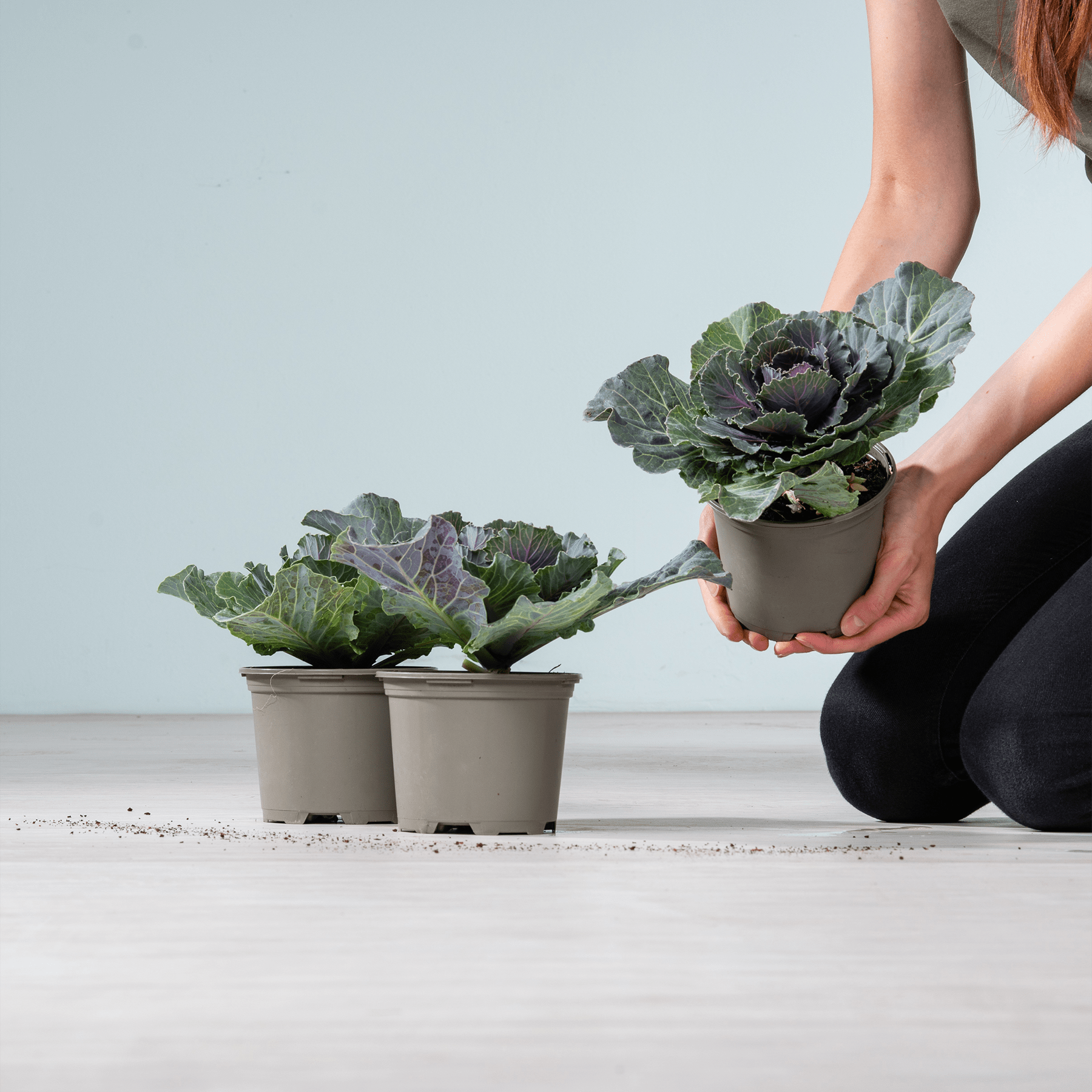Das Bild zeigt zwei Zierkohl- oder Grünkohlpflanzen in Töpfen auf einem Holzboden, wobei eine Person eine der Pflanzen in den Händen hält.