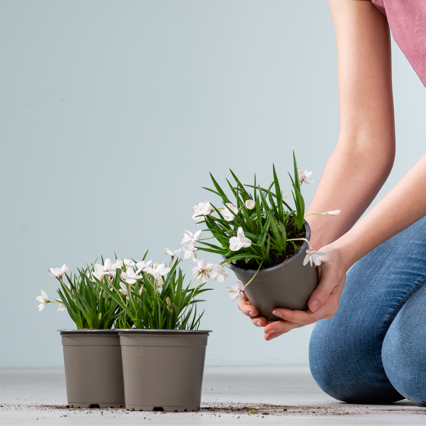 Das Bild zeigt die Hände einer Person, die eine Topfpflanze mit weißen Blüten hält, umgeben von weiteren Topfpflanzen auf dem Boden vor einem schlichten grauen Hintergrund.