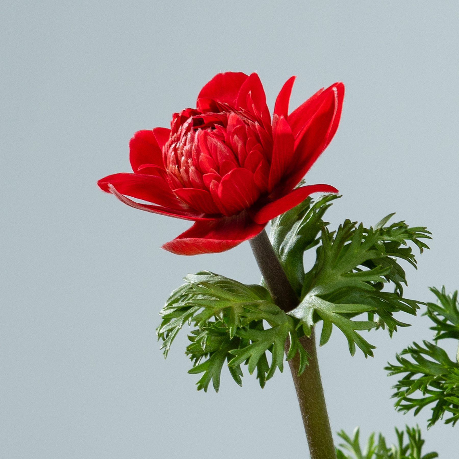 Eine leuchtend rote Dahlienblüte mit zarten Blütenblättern sticht vor einem schlichten, hellen Hintergrund hervor.