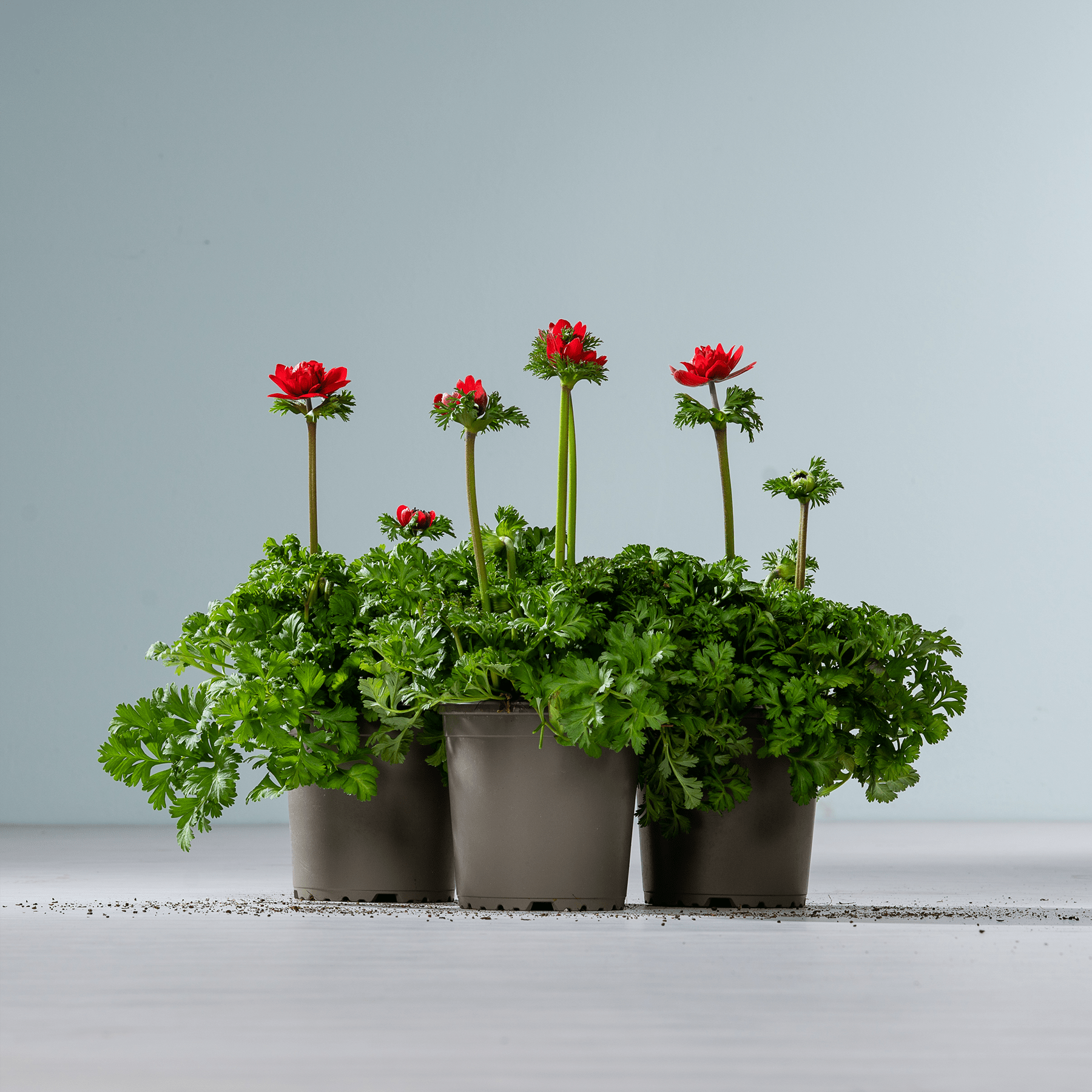 Eine Gruppe von Topfpflanzen mit leuchtend roten Blüten und üppigem grünen Laub steht auf einer schlichten, hellen Oberfläche vor einem neutralen Hintergrund.