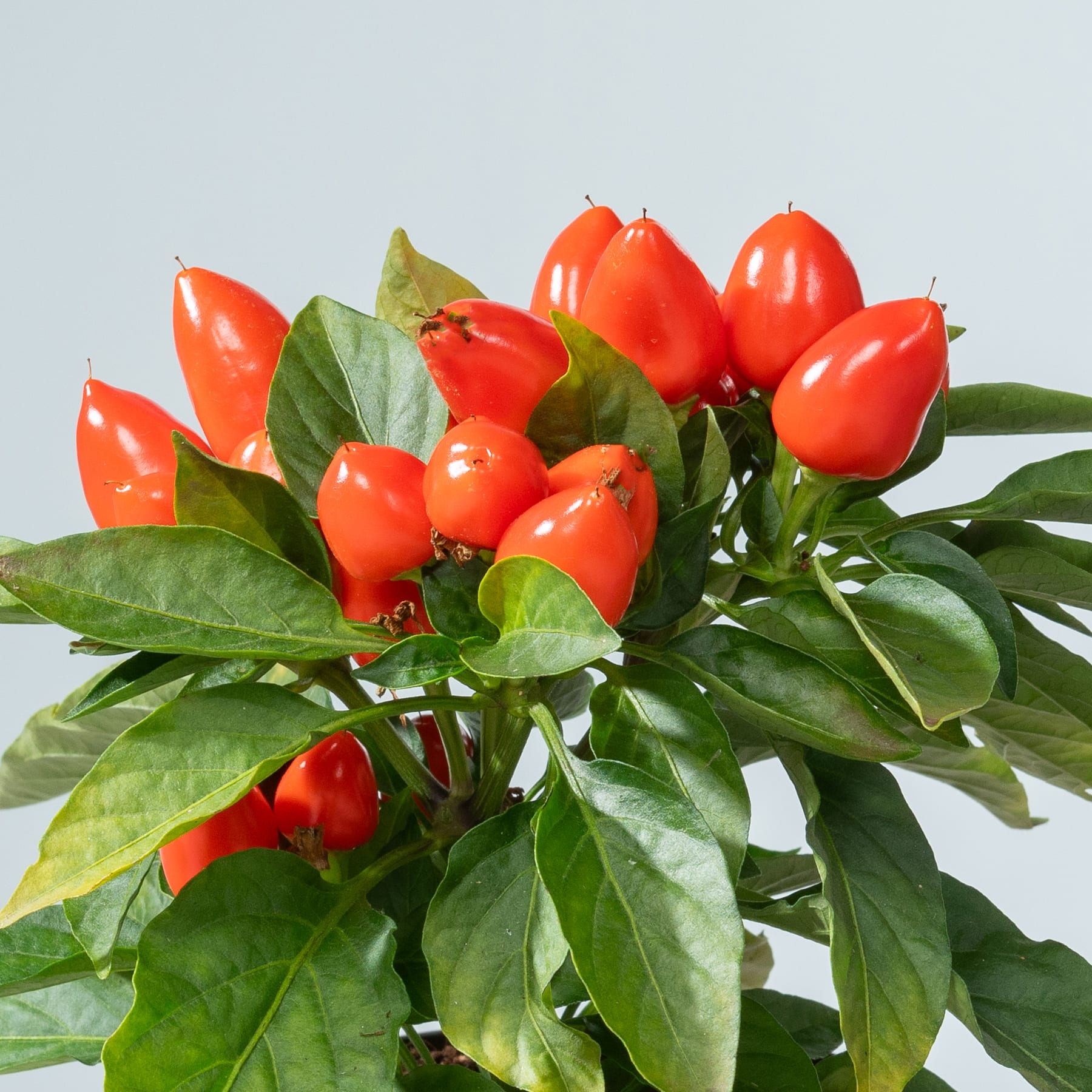 Ein lebendiges Arrangement aus leuchtend roten Chilischoten, eingebettet zwischen üppigen grünen Blättern vor einem schlichten Hintergrund.