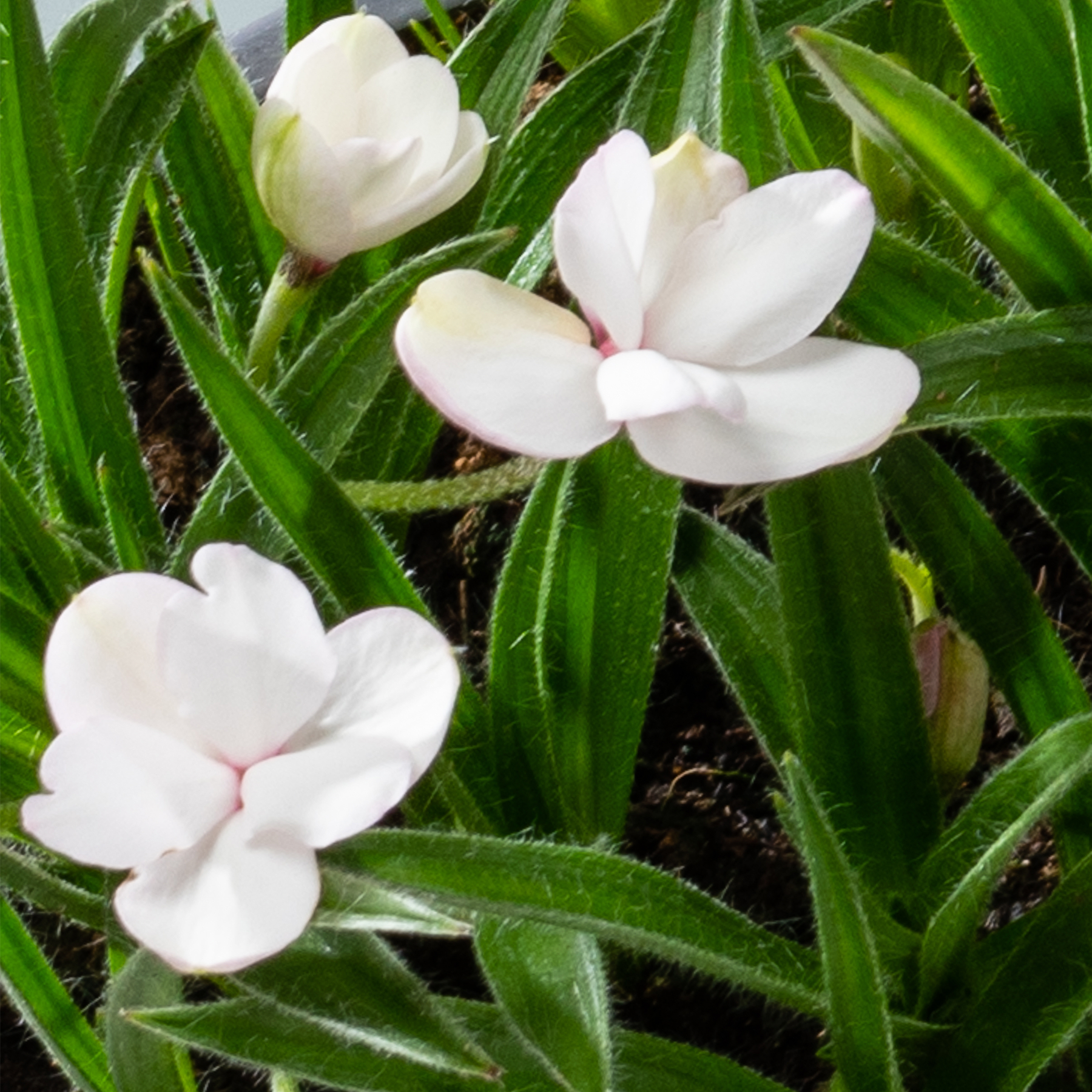 Das Bild zeigt mehrere zarte weiße Blüten mit rosafarbener Mitte, die inmitten üppiger grüner Blätter blühen und eine ruhige und natürliche Szene schaffen.