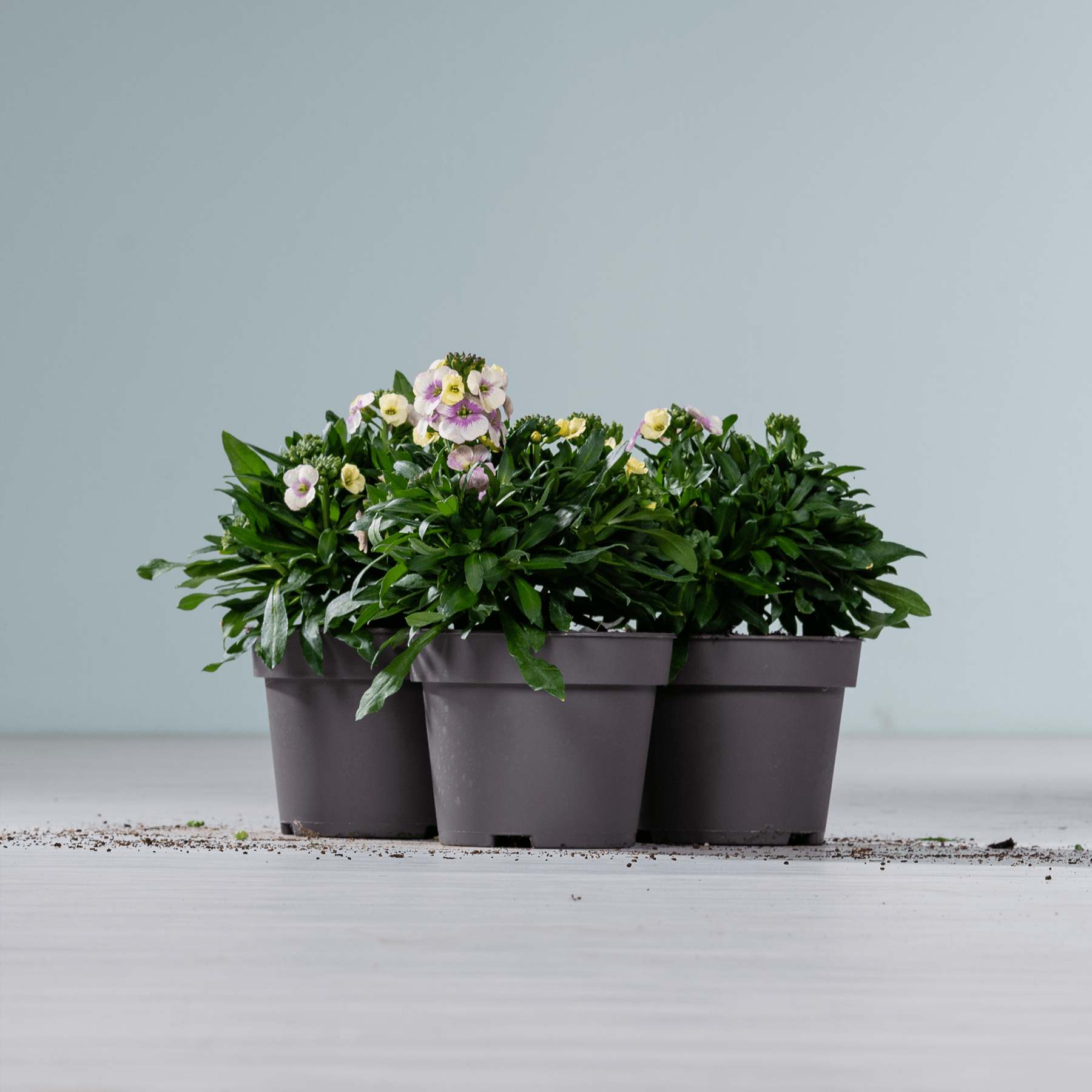 Drei schwarze Plastiktöpfe mit üppig blühenden Pflanzen mit rosa und gelben Blüten stehen auf einer Holzoberfläche vor einem schlichten hellgrauen Hintergrund.