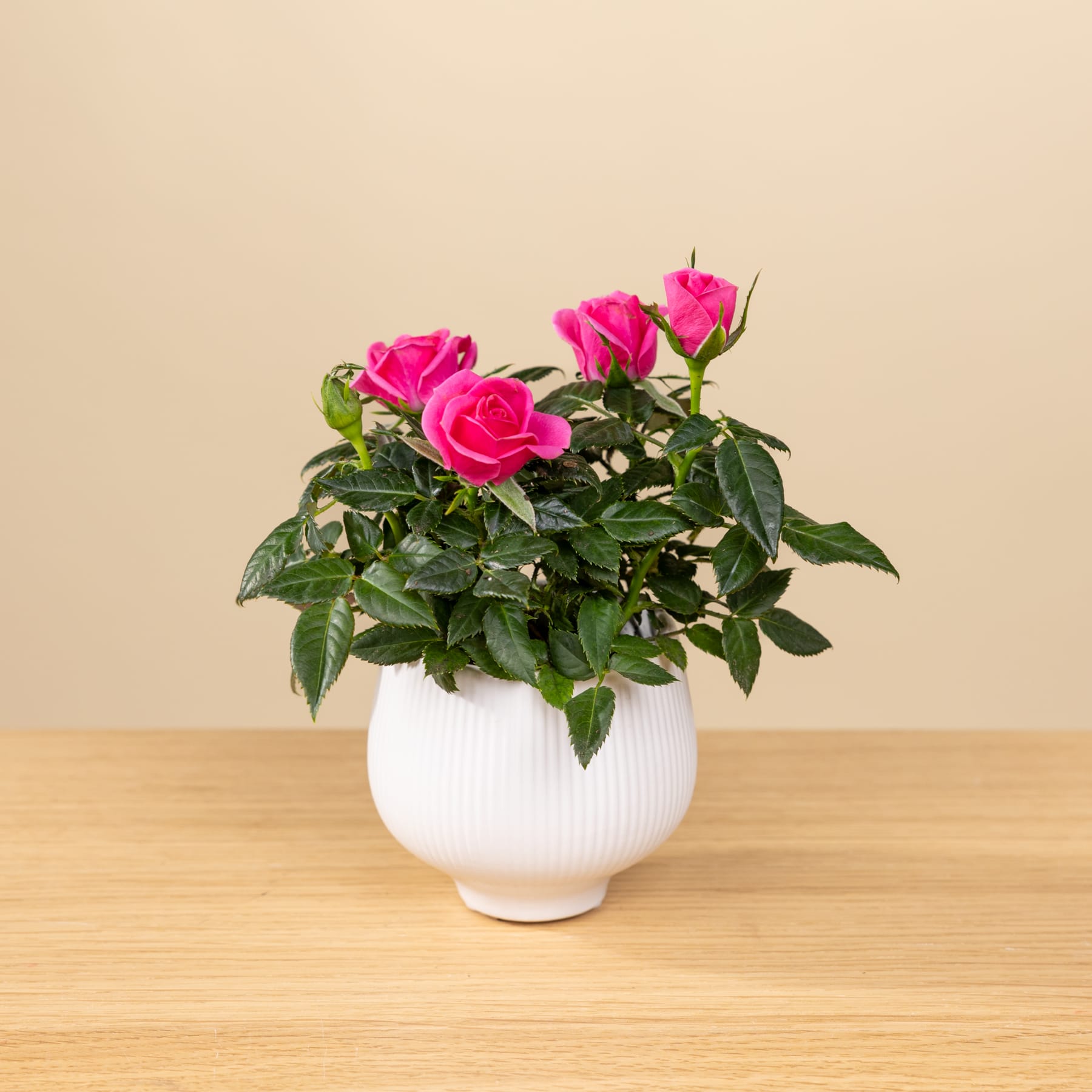 Ein Strauß leuchtend rosa Rosen steht in einer weißen Keramikvase auf einem Holztisch vor einem schlichten beigen Hintergrund.