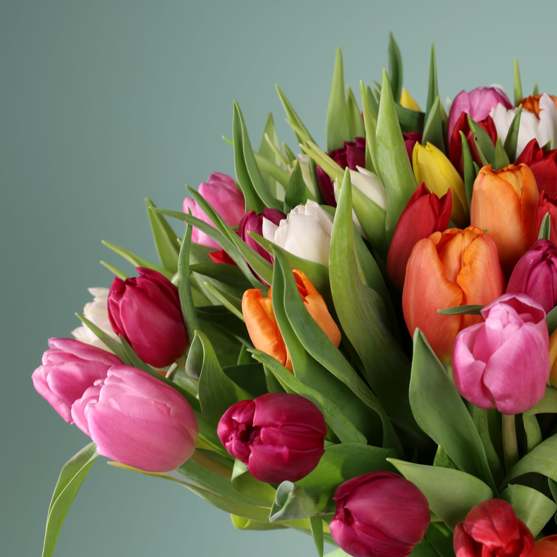 Ein lebendiger Strauß bunter Tulpen in verschiedenen Rosa-, Rot- und Orangetönen vor einem gedämpften grünen Hintergrund.