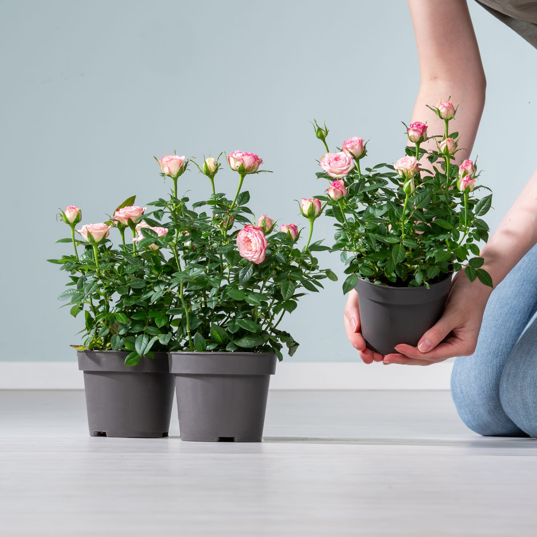 Zimmerrose 'Danica' rosa - 3 Stück