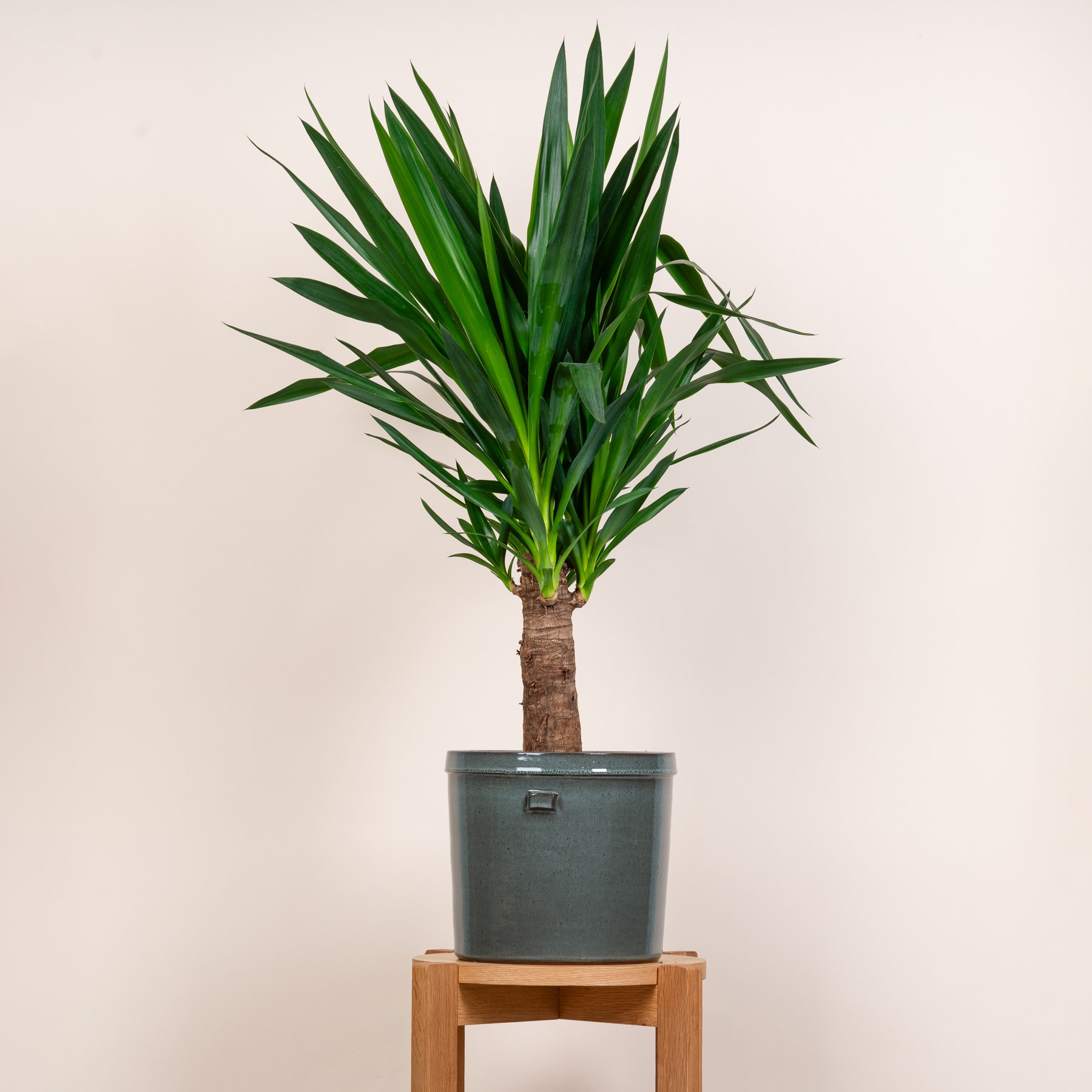 Eine Topf-Yucca-Pflanze mit üppigen grünen Blättern steht auf einem Holzständer vor einem schlichten beigen Hintergrund.