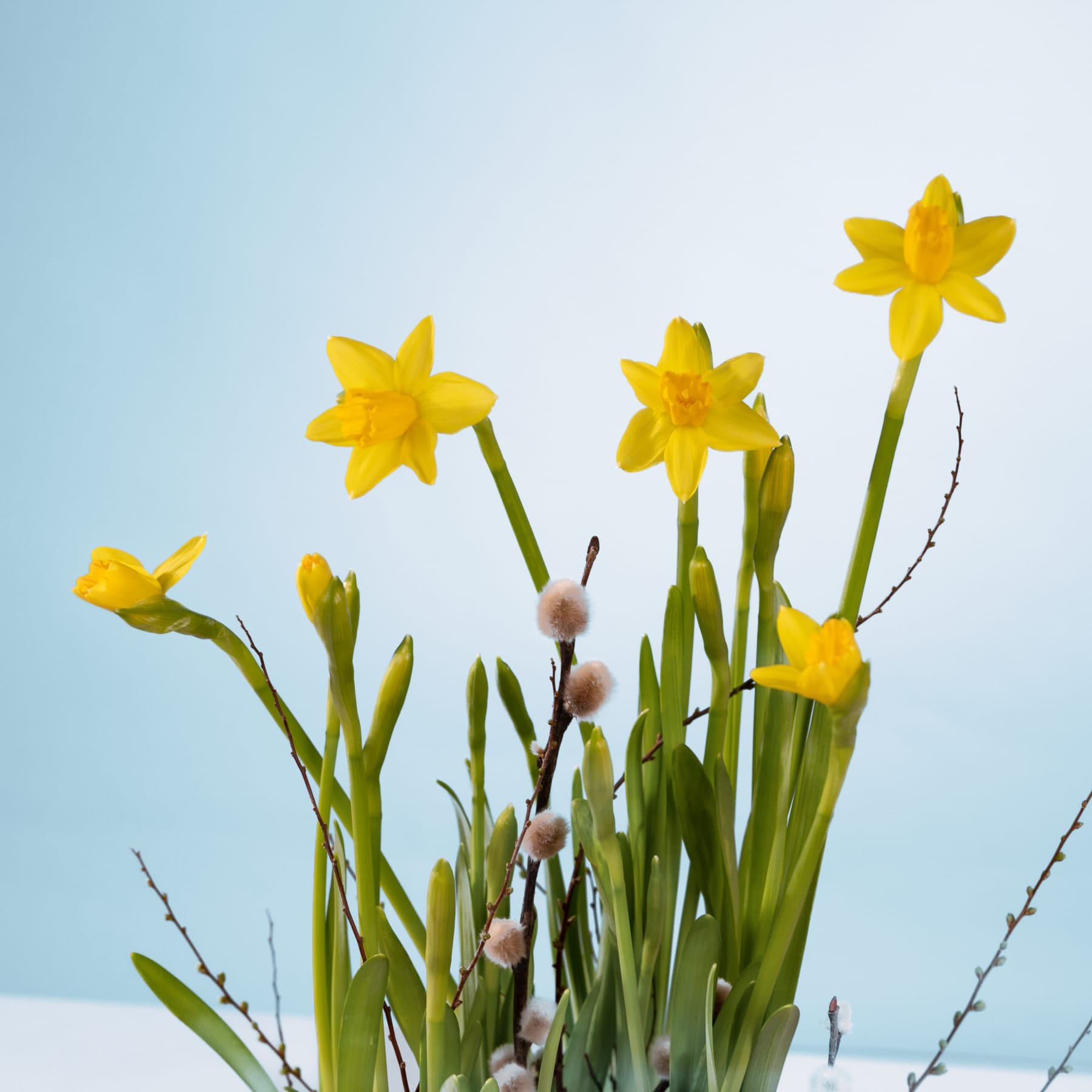 Leuchtend gelbe Narzissen ragen hoch vor einem ruhigen blauen Hintergrund empor, ihre zarten Blütenblätter und grünen Stiele schaffen eine fröhliche Frühlingsszene.