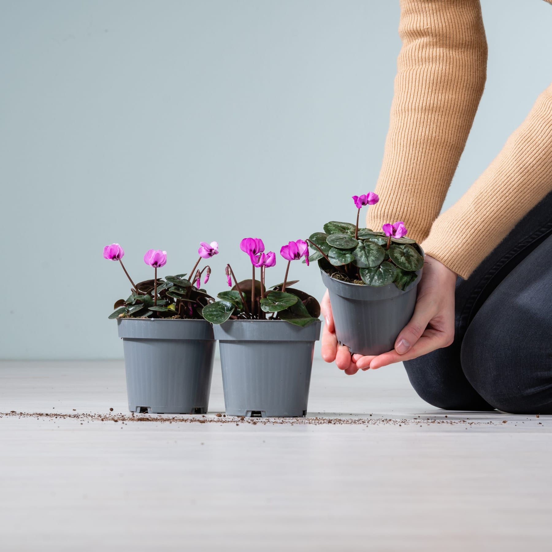 Das Bild zeigt die Hände einer Person, die vor einem schlichten Hintergrund eine Topfpflanze mit leuchtend violetten Blüten hält.