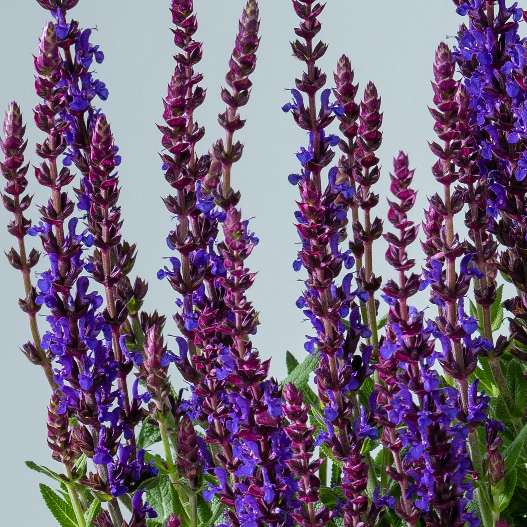 Leuchtend violette und blaue Lavendelblüten ragen hoch auf einen hellgrauen Hintergrund, und ihre zarten Blütenblätter und schlanken Stiele ergeben ein bezauberndes Blumenarrangement.
