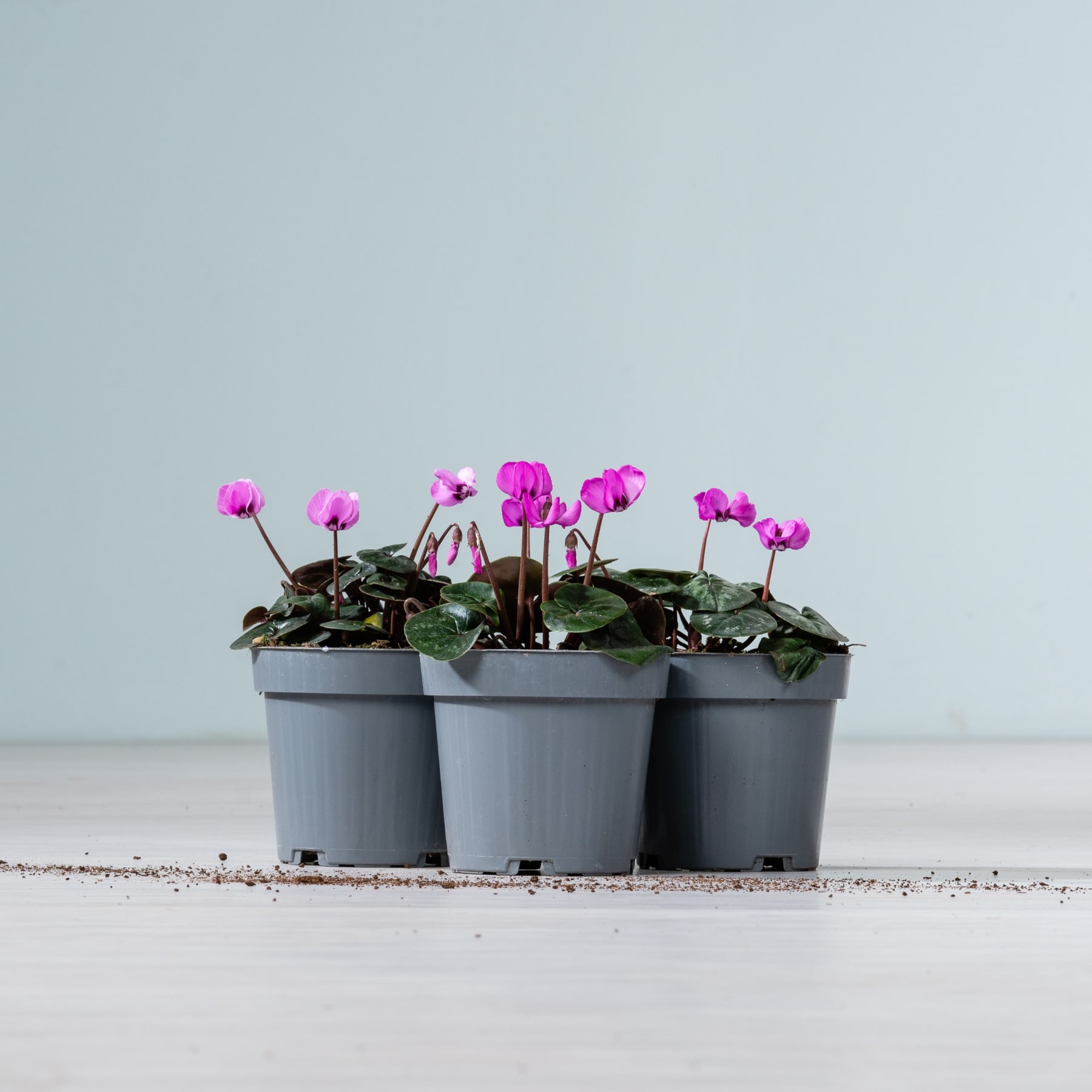 Das Bild zeigt mehrere kleine Topfpflanzen mit leuchtend rosa Blüten vor einem schlichten, hellen Hintergrund.