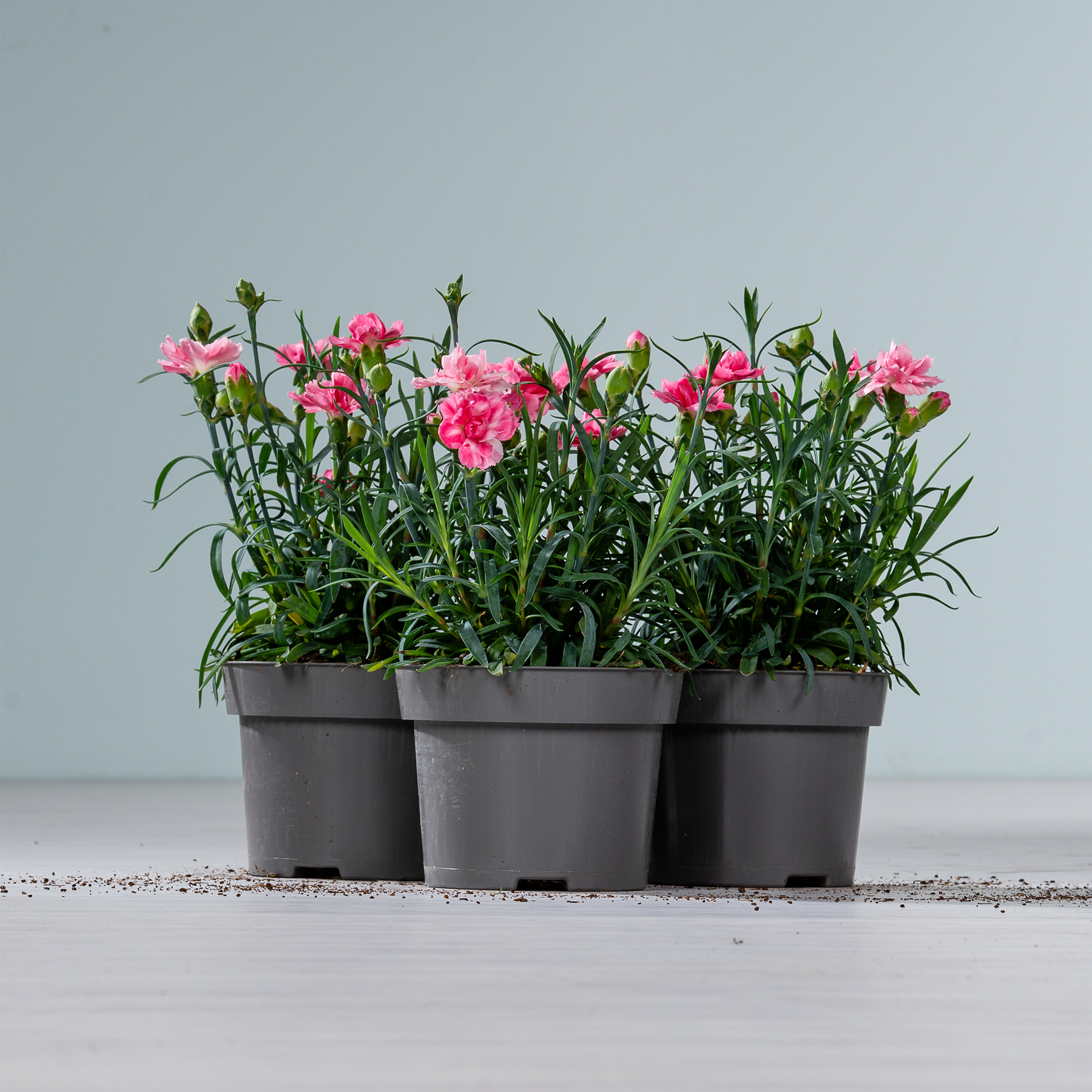 Eine Reihe von drei Topfpflanzen mit leuchtend rosa, nelkenartigen Blüten vor einem schlichten hellblaugrauen Hintergrund.