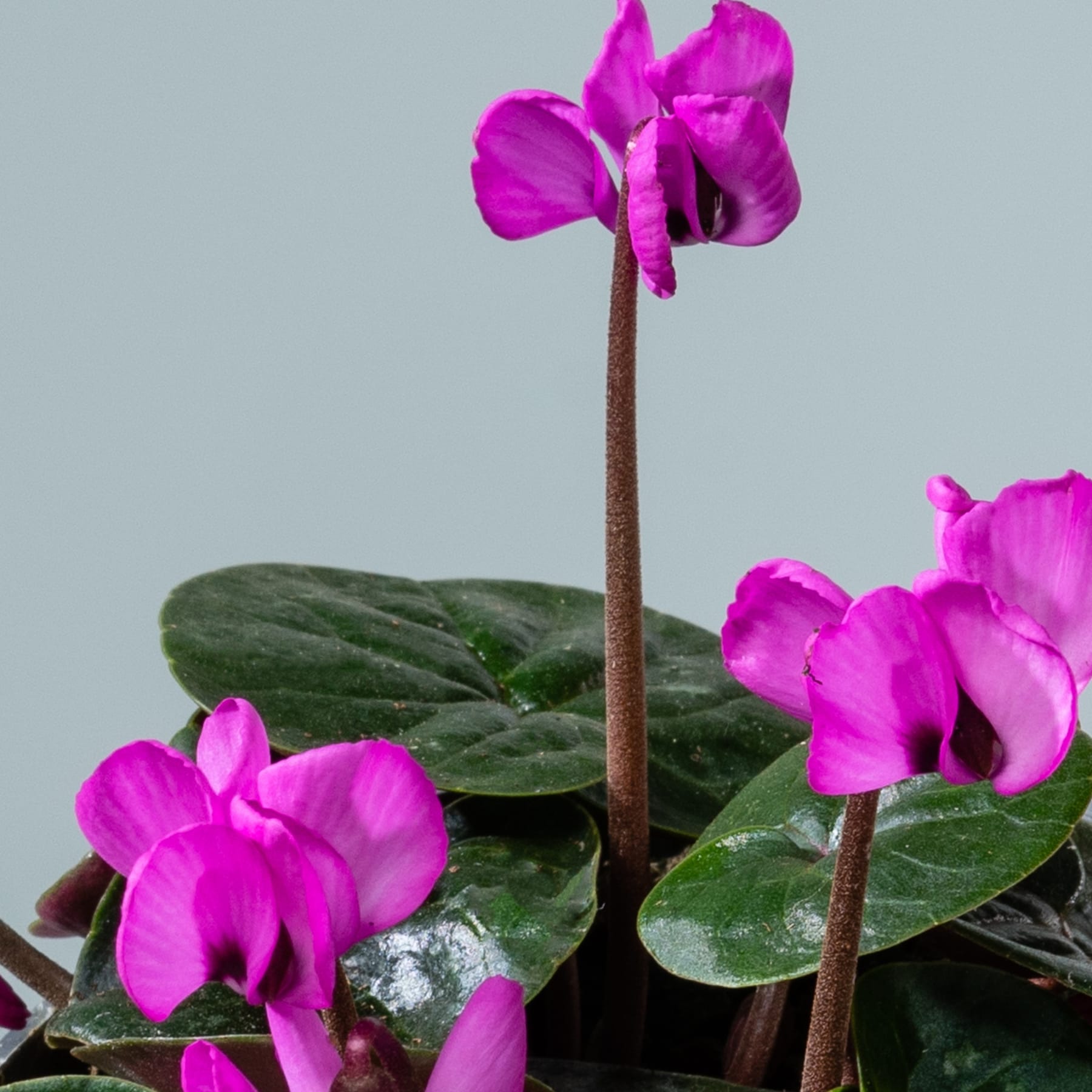 Leuchtend rosa Alpenveilchenblüten blühen inmitten üppiger grüner Blätter vor einem neutralen Hintergrund.