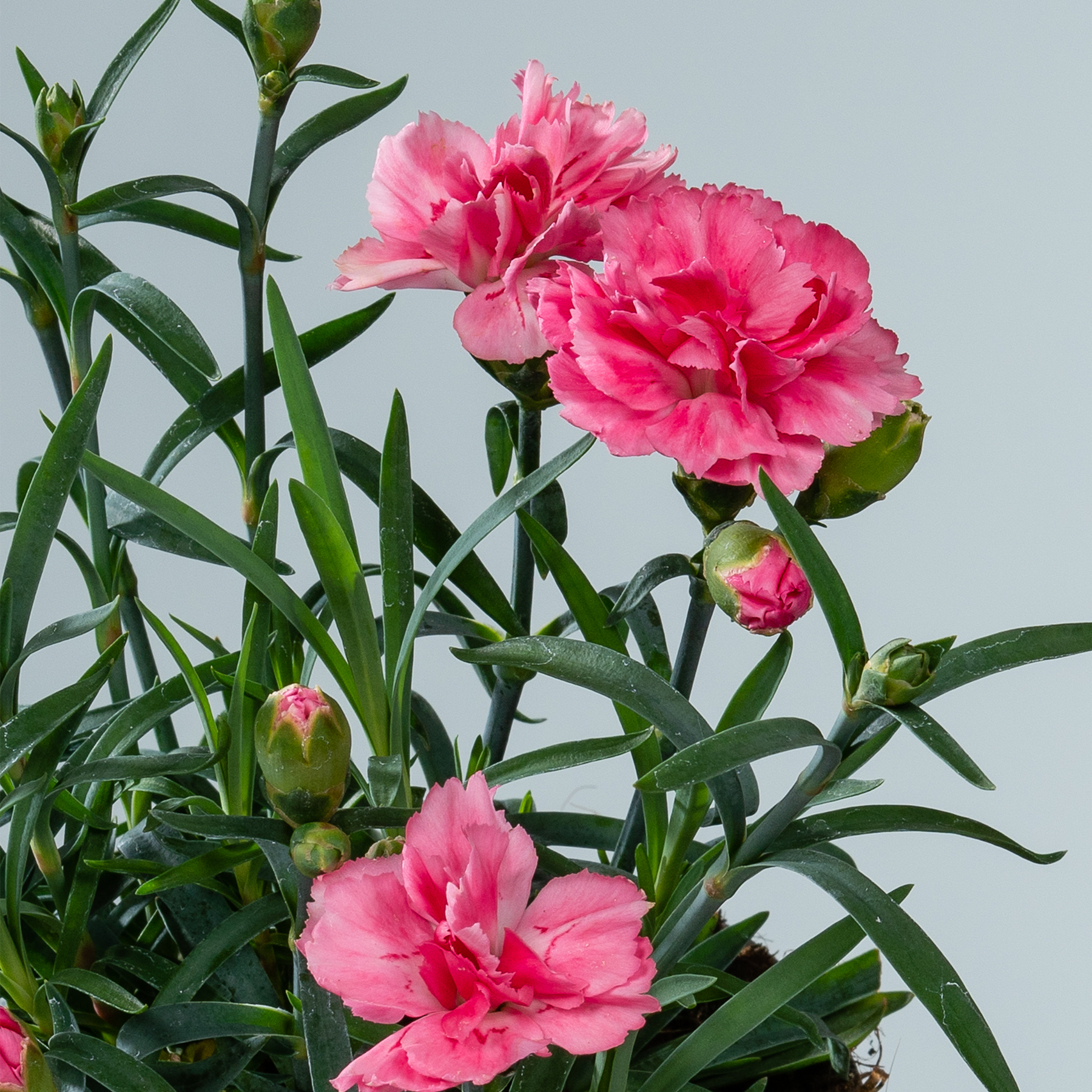 Leuchtend rosa Nelkenblüten mit üppigem grünem Laub vor einem hellblauen Hintergrund.