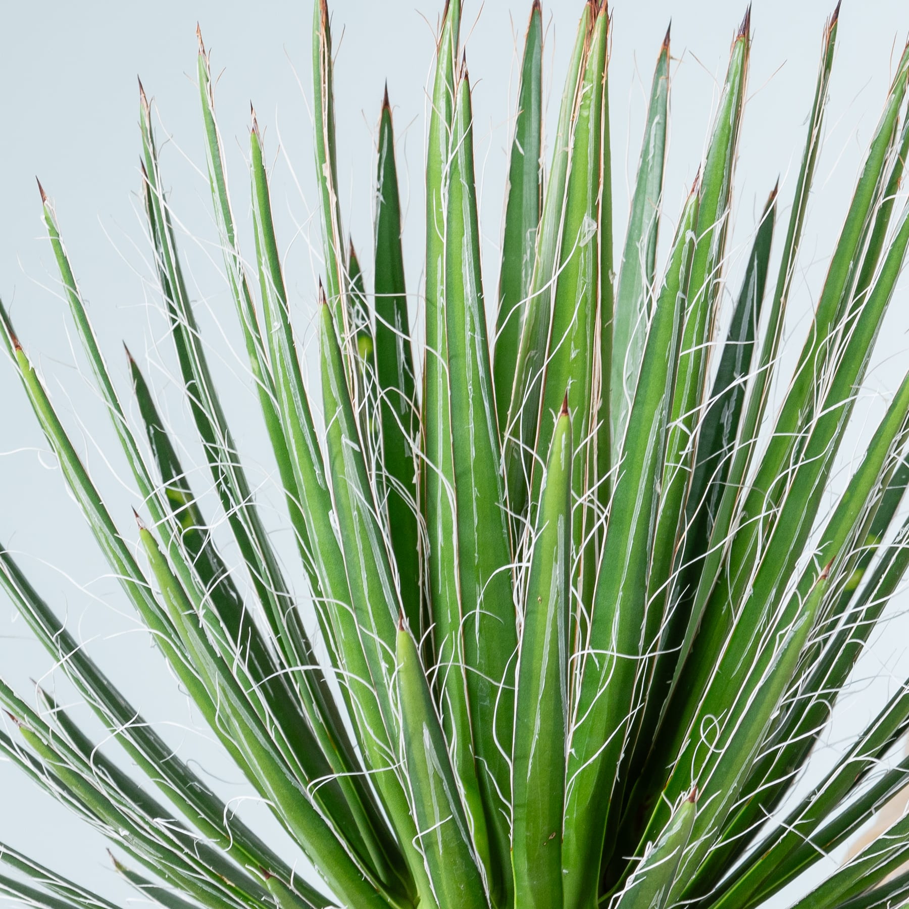Das Bild zeigt eine Nahaufnahme einer üppigen, grünen Pflanze mit langen, schlanken Blättern, die einer Aloe Vera oder einer ähnlichen Sukkulentenart zu entsprechen scheinen. Die Blätter sind strahlenförmig angeordnet und erzeugen so einen eindrucksvollen visuellen Effekt vor dem schlichten, hellen Hintergrund.