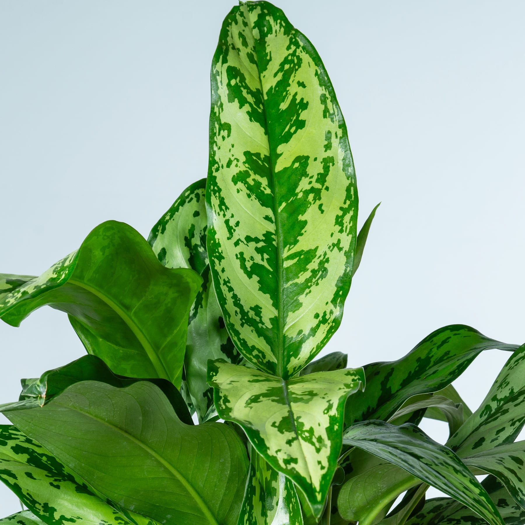 Das Bild zeigt eine üppige, grüne Pflanze mit großen, bunten Blättern im Vordergrund vor einem schlichten, hellen Hintergrund.