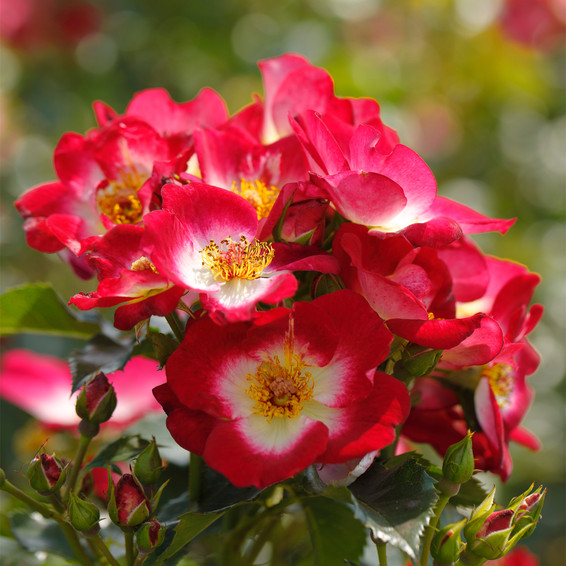 Leuchtend rote Rosen mit gelber Mitte blühen inmitten üppiger grüner Blätter und bilden eine bezaubernde Blumenpracht.