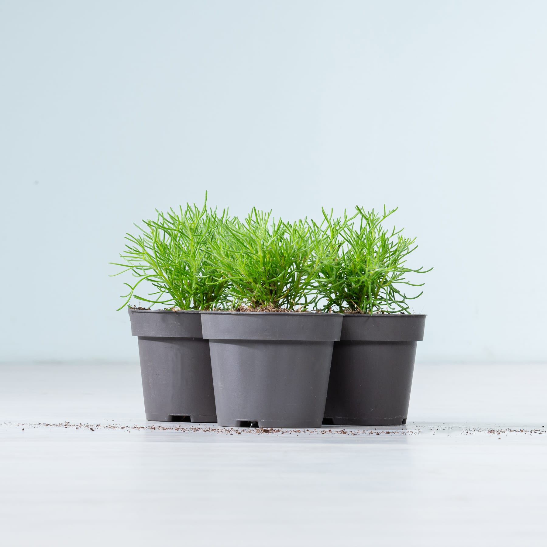 Drei schwarze Plastiktöpfe gefüllt mit üppigem, grünem Gras stehen auf einer schlichten, hellen Fläche vor einem hellblauen Hintergrund.