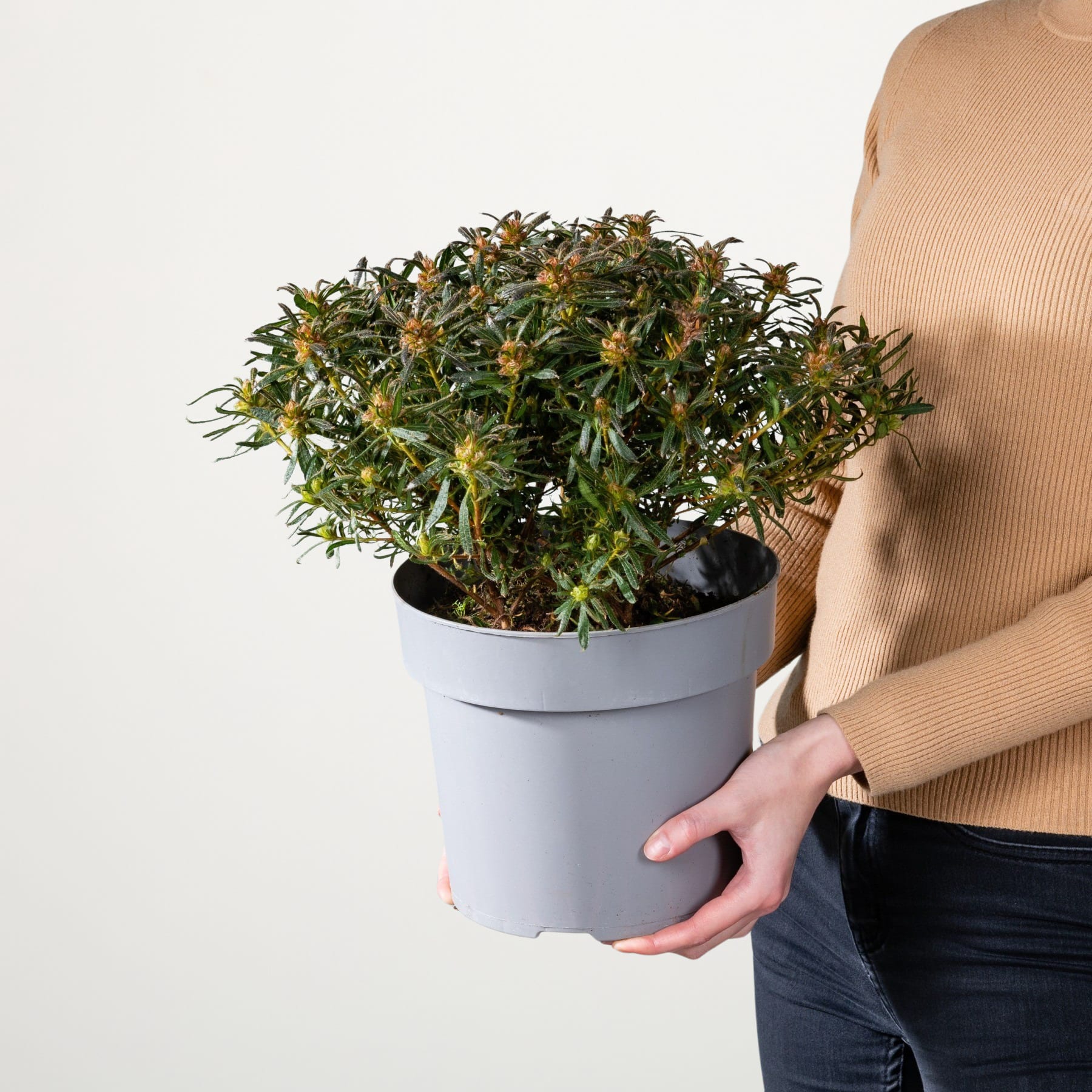 Eine Person hält eine Topfpflanze mit kleinen gelben Blüten vor einem schlichten weißen Hintergrund.