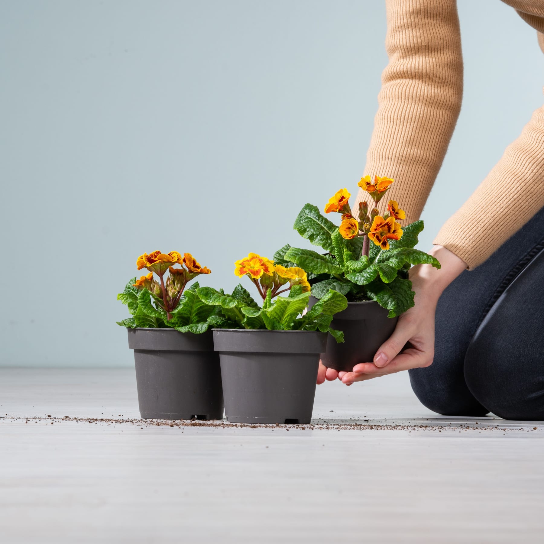 Das Bild zeigt die Hände einer Person, die vor einem schlichten Hintergrund zwei kleine Topfpflanzen mit leuchtend gelben und orangefarbenen Blüten hält.