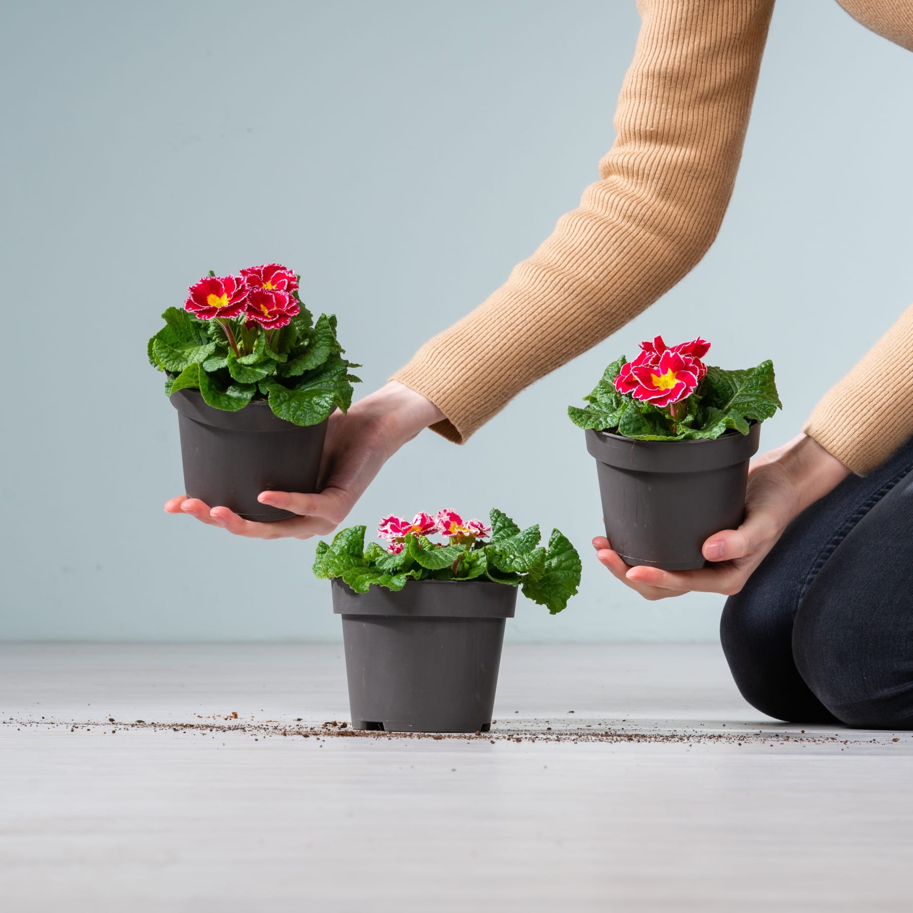 Das Bild zeigt drei rote und weiße Topfblumen, die von Händen gehalten werden, vor einem neutral gefärbten Hintergrund.