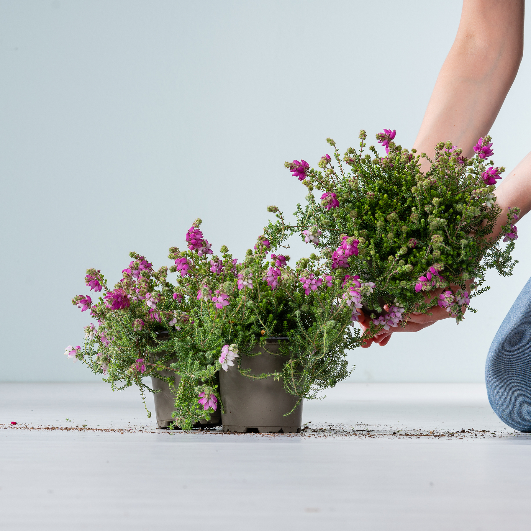 Eine Hand hält eine Topfpflanze mit leuchtend violetten und weißen Blüten vor einem schlichten, hellen Hintergrund.