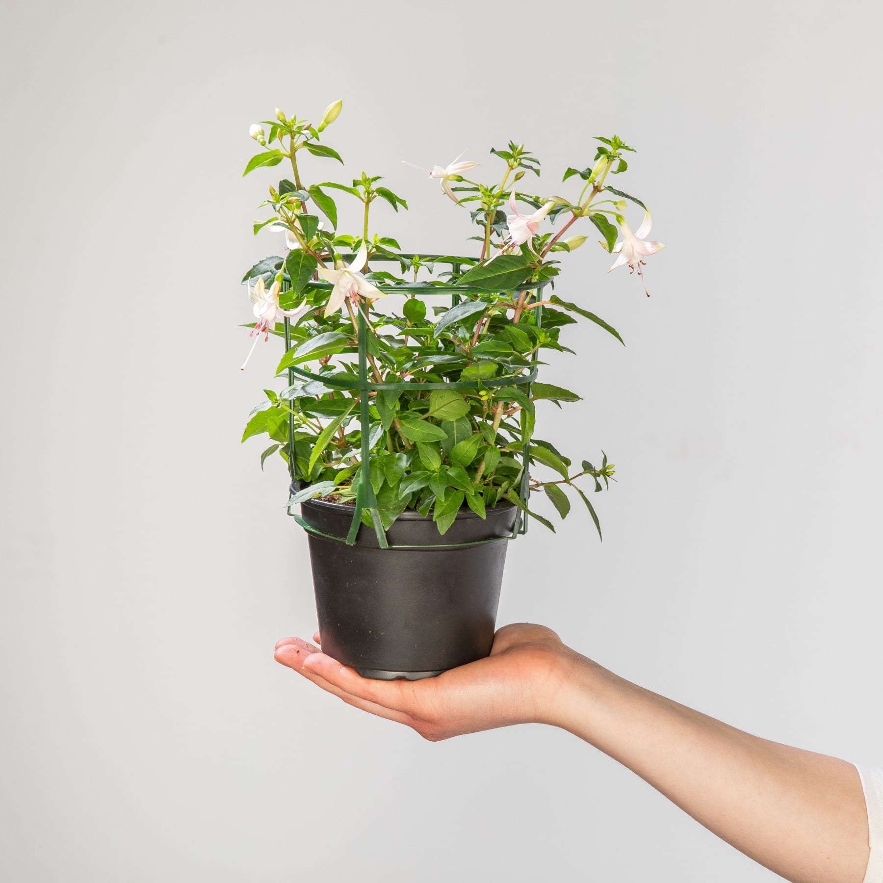 Eine Hand hält eine Topfpflanze mit grünen Blättern und kleinen weißen Blüten vor einem schlichten weißen Hintergrund.