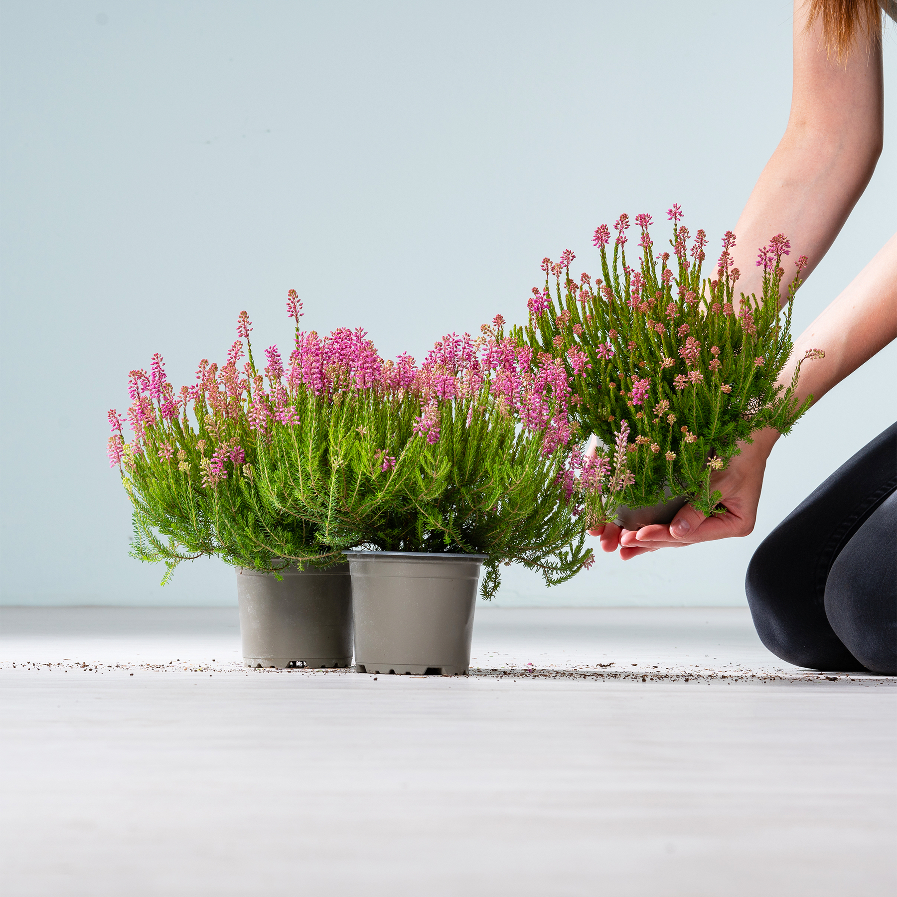 Das Bild zeigt die Hände einer Person, die vor einem schlichten Hintergrund zwei Topfpflanzen mit leuchtend rosa Blüten hält.
