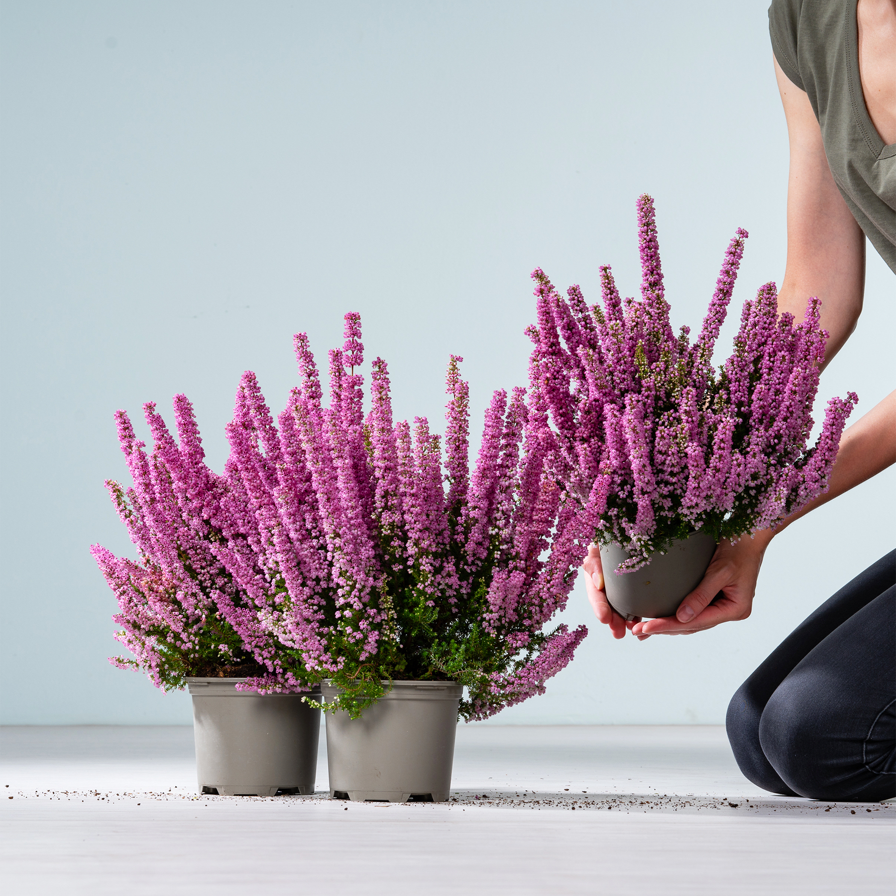 Das Bild zeigt mehrere Topfpflanzen mit leuchtend violetten Blüten, wahrscheinlich Heidekraut oder ähnliches, die auf einer Fläche vor einem schlichten Hintergrund platziert sind.